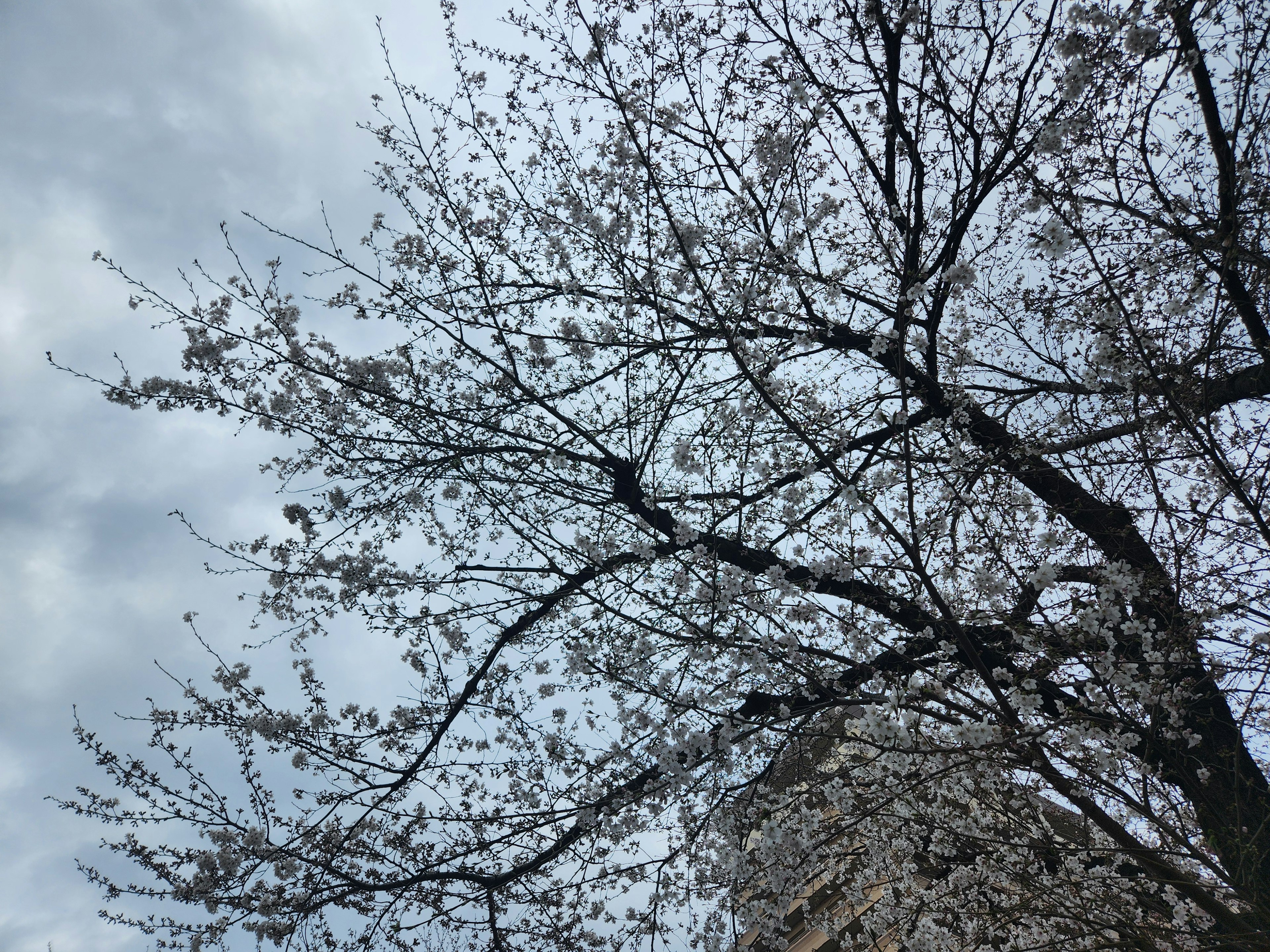 Cherry blossom tree with blooming flowers against a cloudy sky