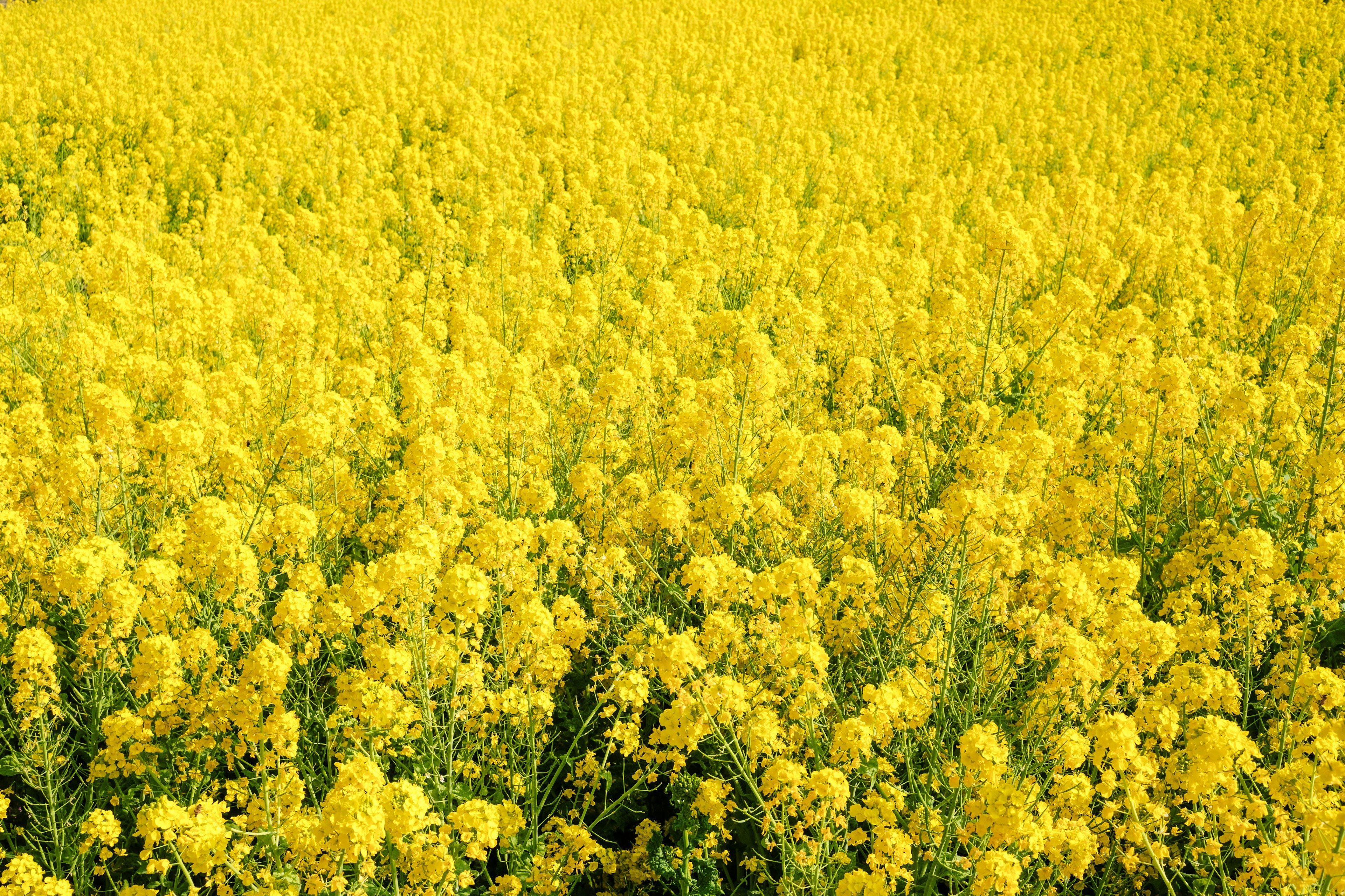 広がる黄色い菜の花畑の景色