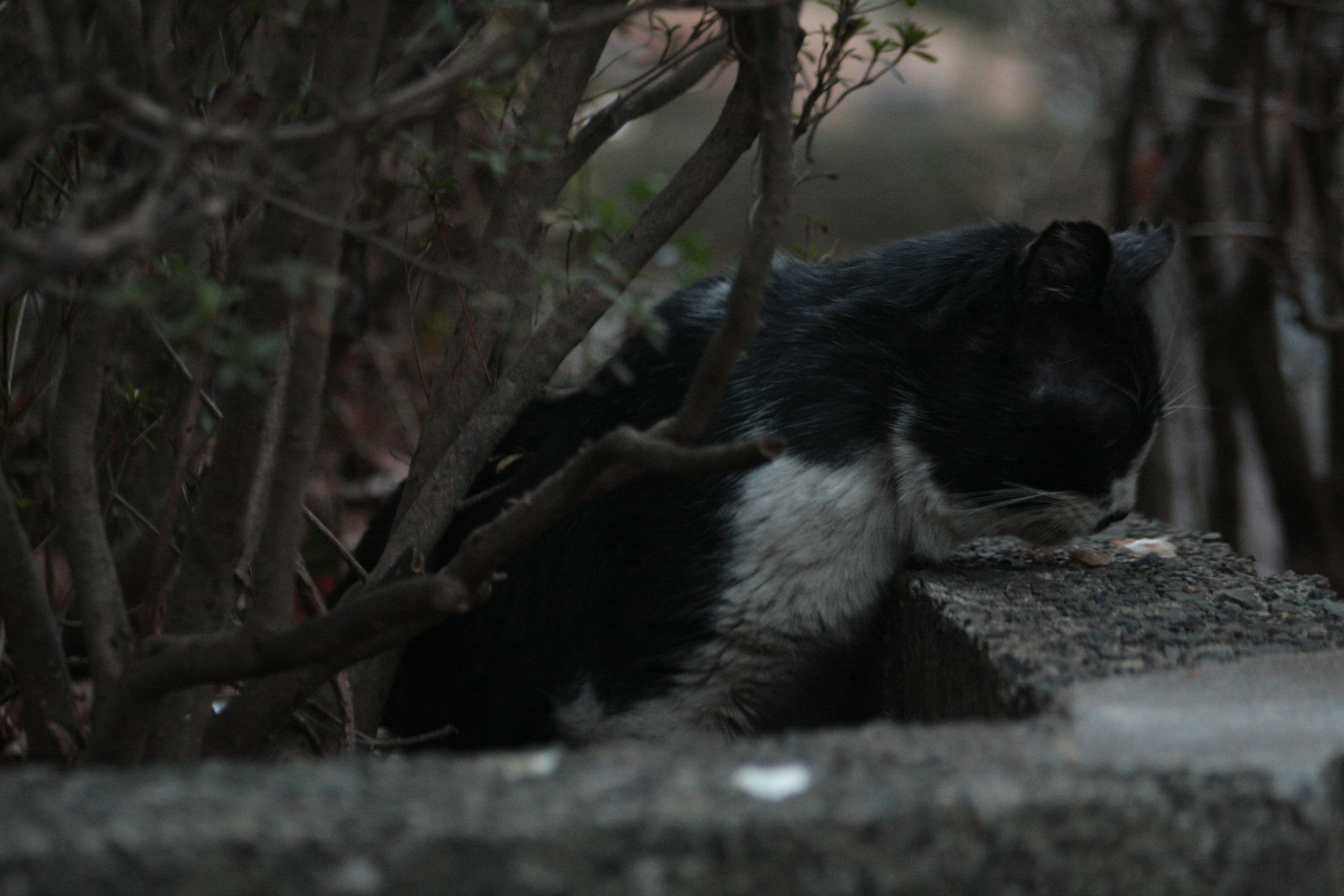 Un gatto bianco e nero che riposa tra i cespugli