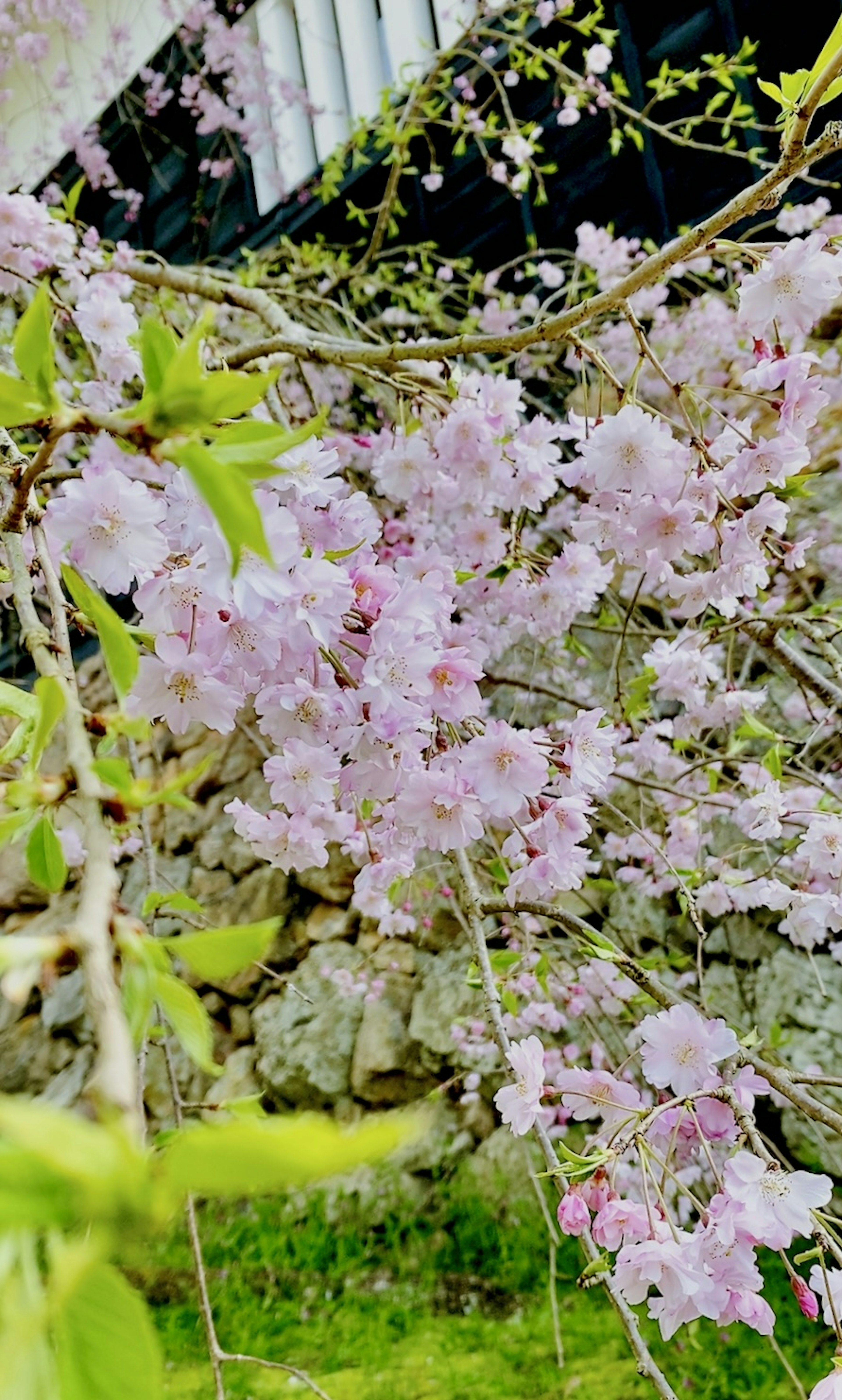 Primo piano di rami di ciliegio con fiori rosa e foglie verdi su sfondo di muro di pietra