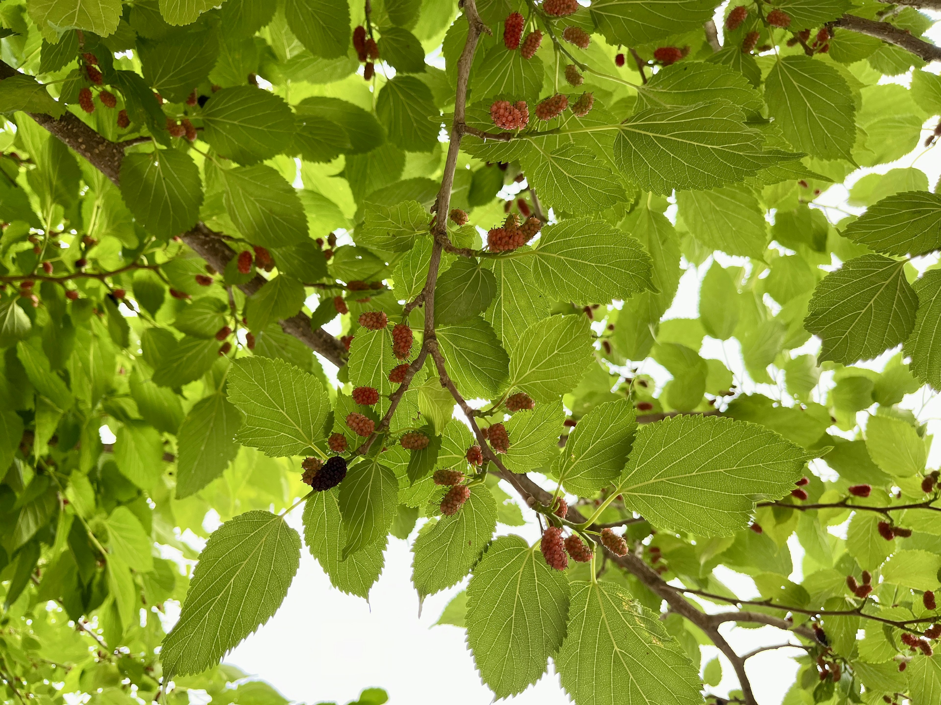 Pemandangan dari bawah dahan yang dipenuhi daun hijau dan buah merah kecil