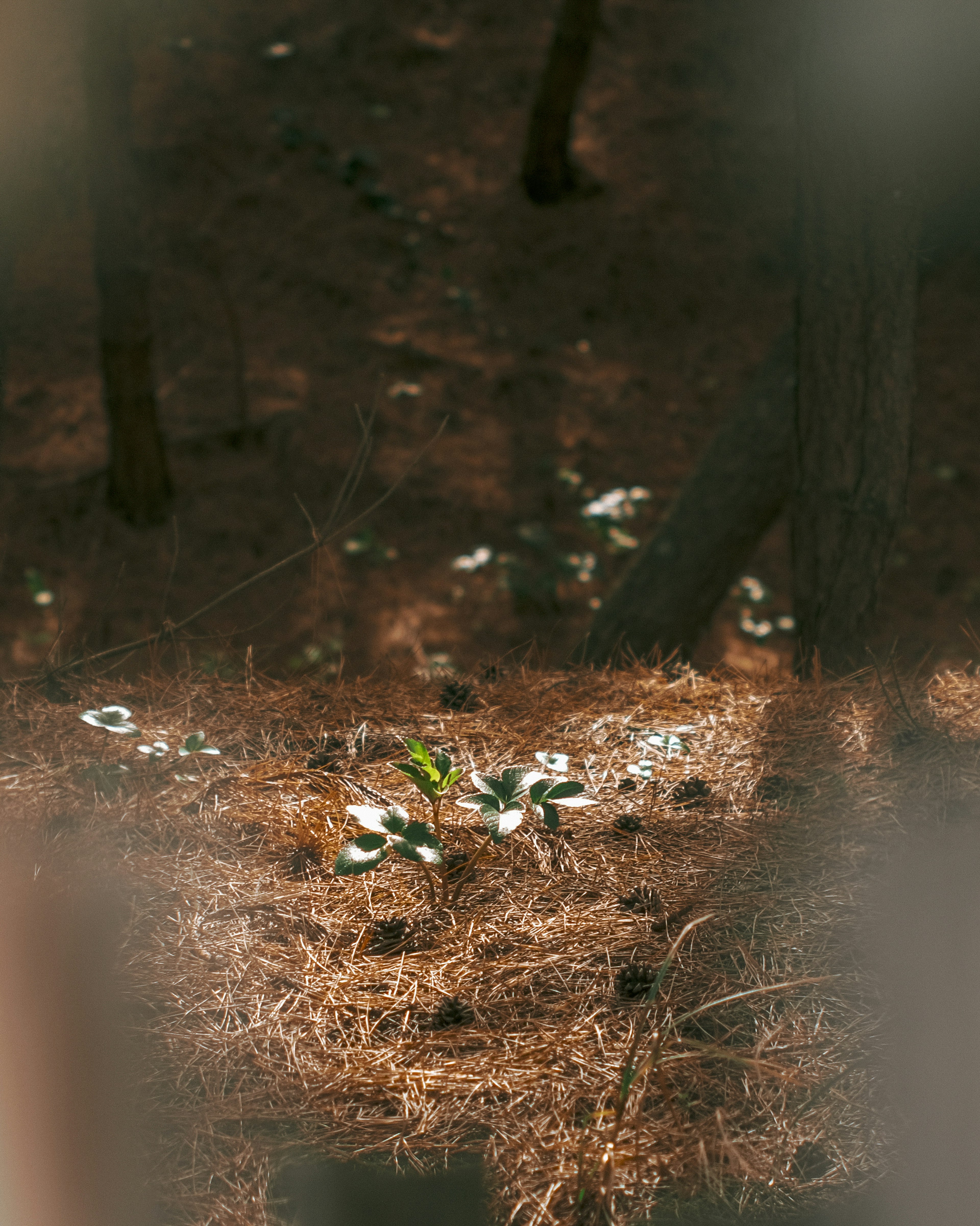 Pucuk hijau tumbuh di atas jarum pinus di hutan