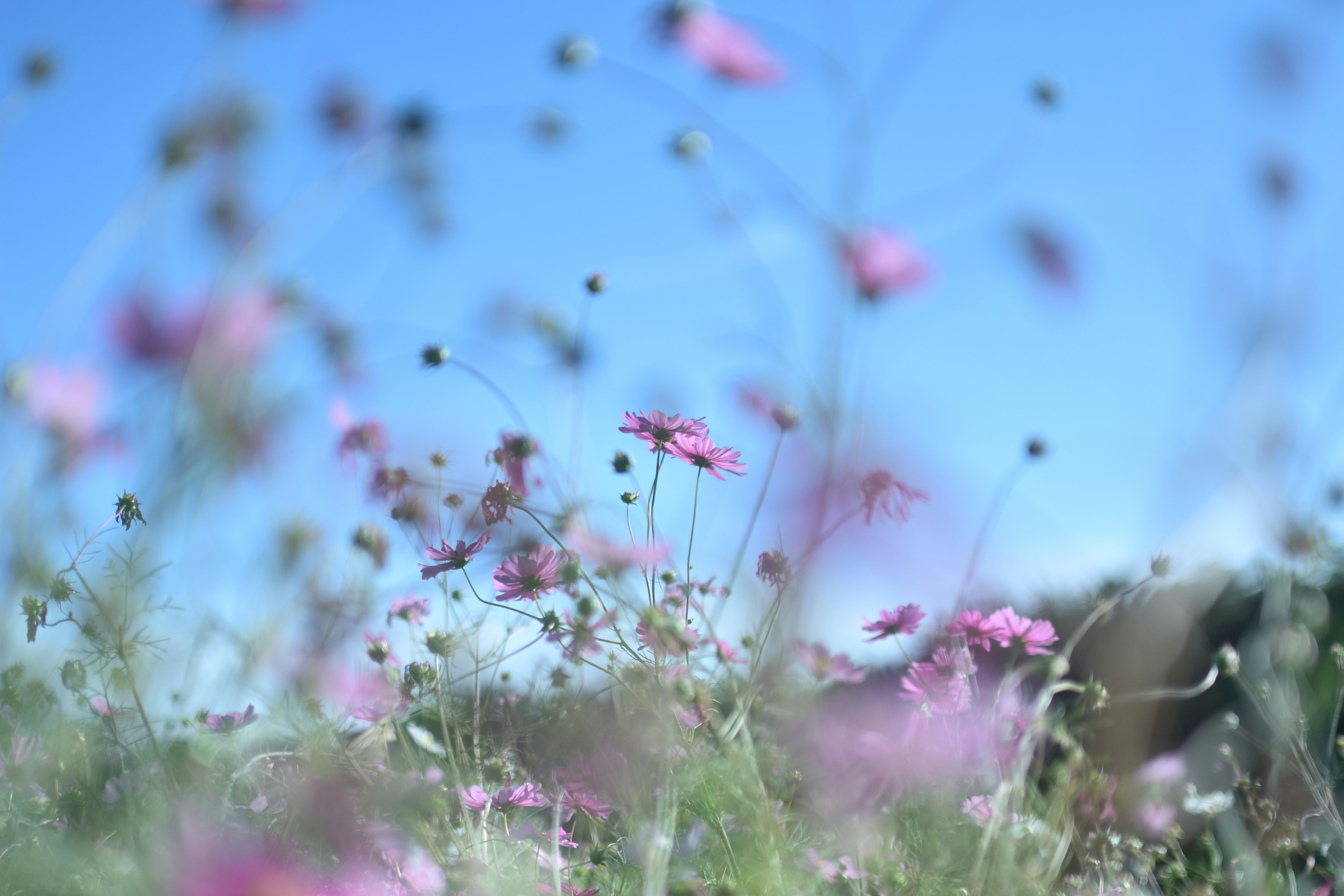 青空の下に広がるピンクの花々が風に揺れる美しい風景