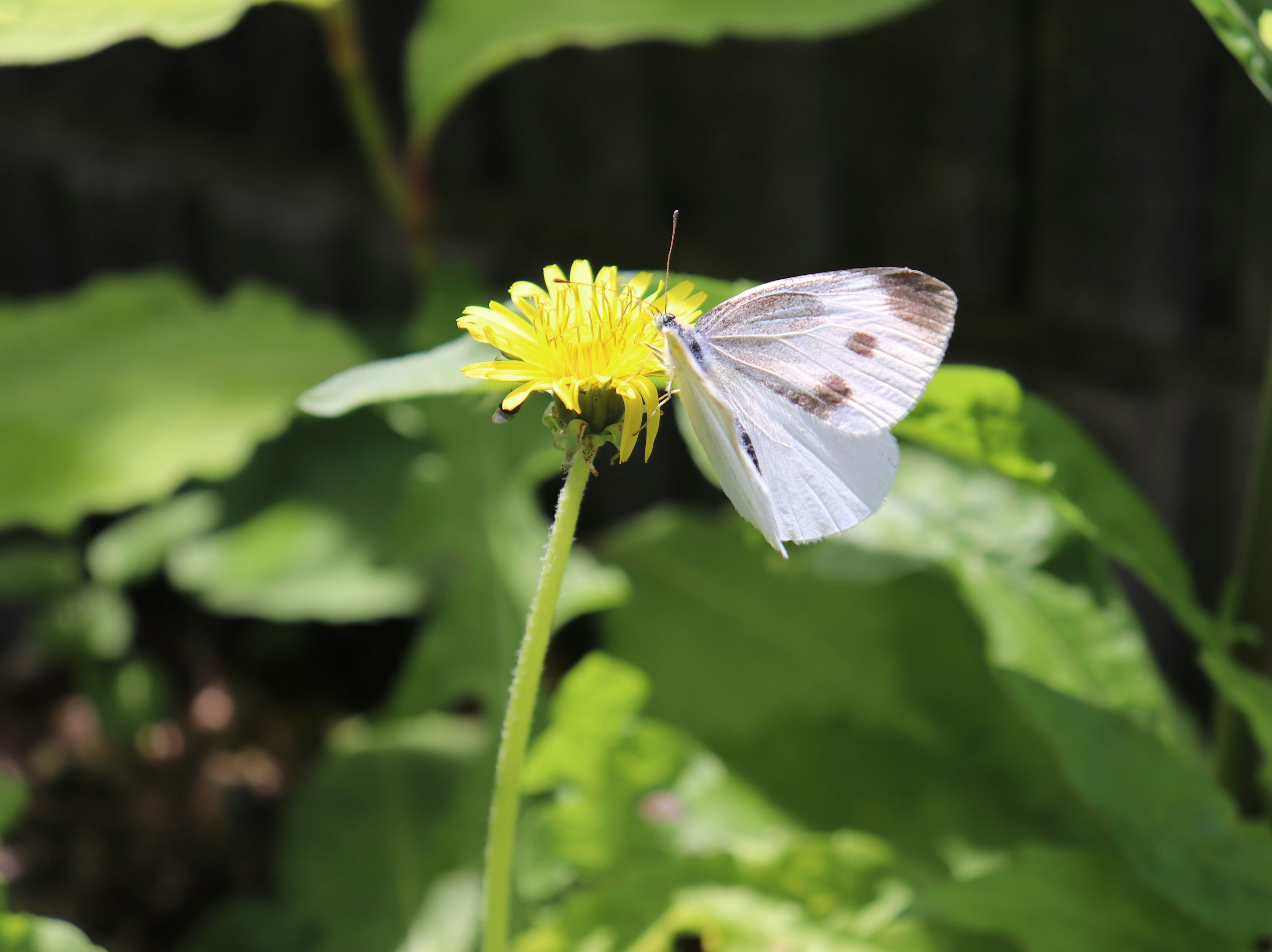 Una mariposa blanca posada sobre una flor de diente de león amarilla