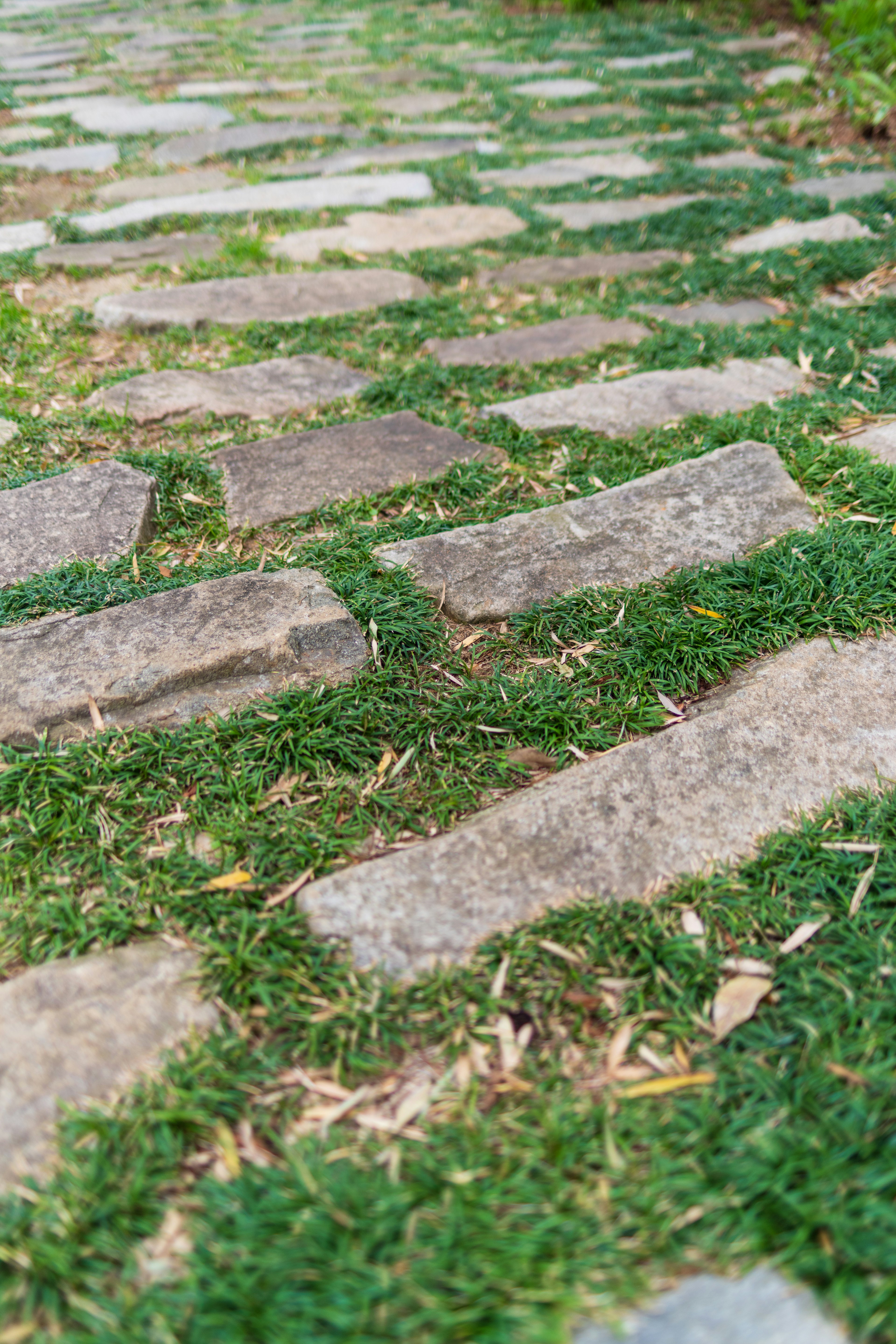 Close-up jalan batu dikelilingi rumput hijau