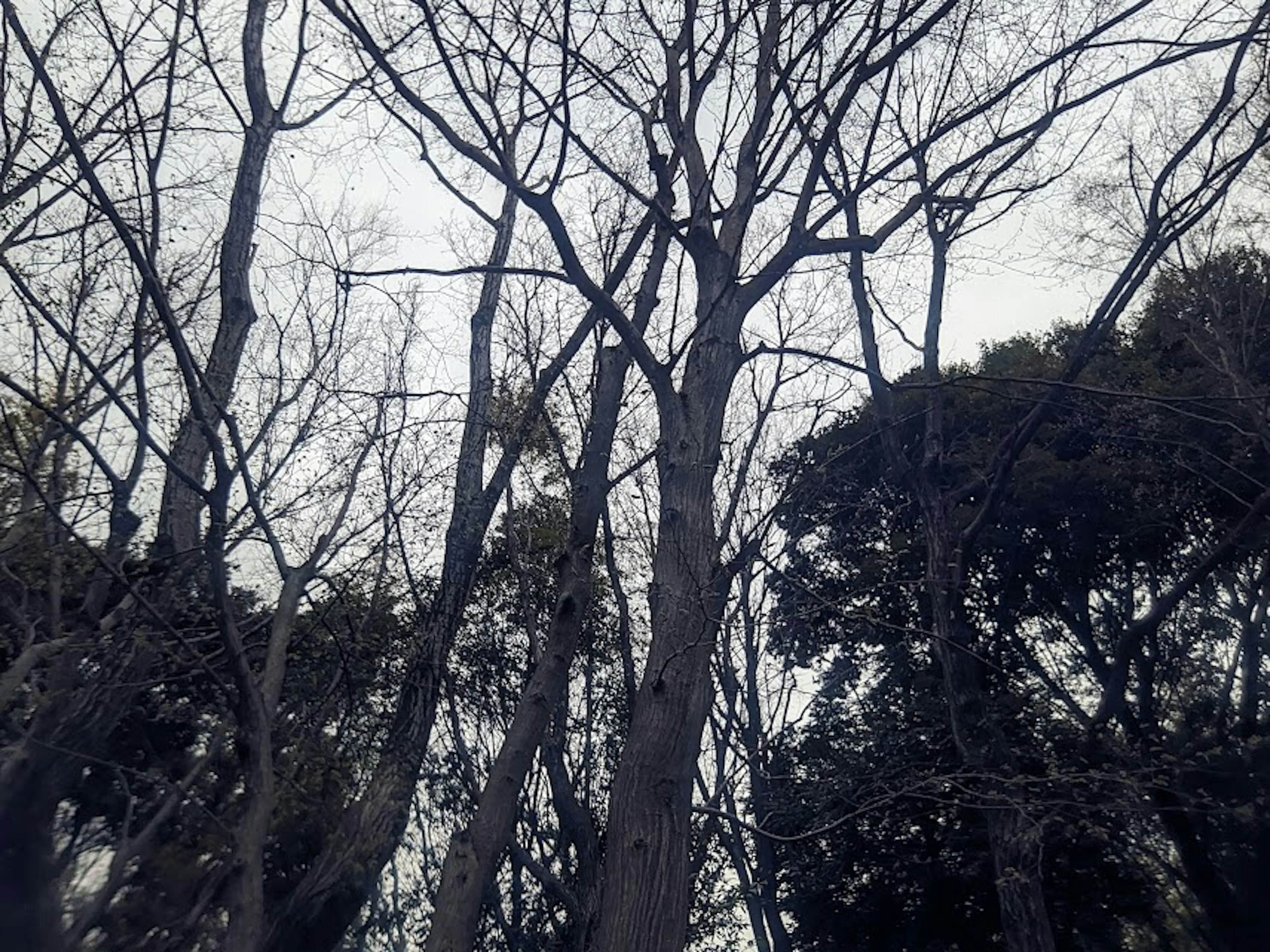 Winter trees reaching towards the sky