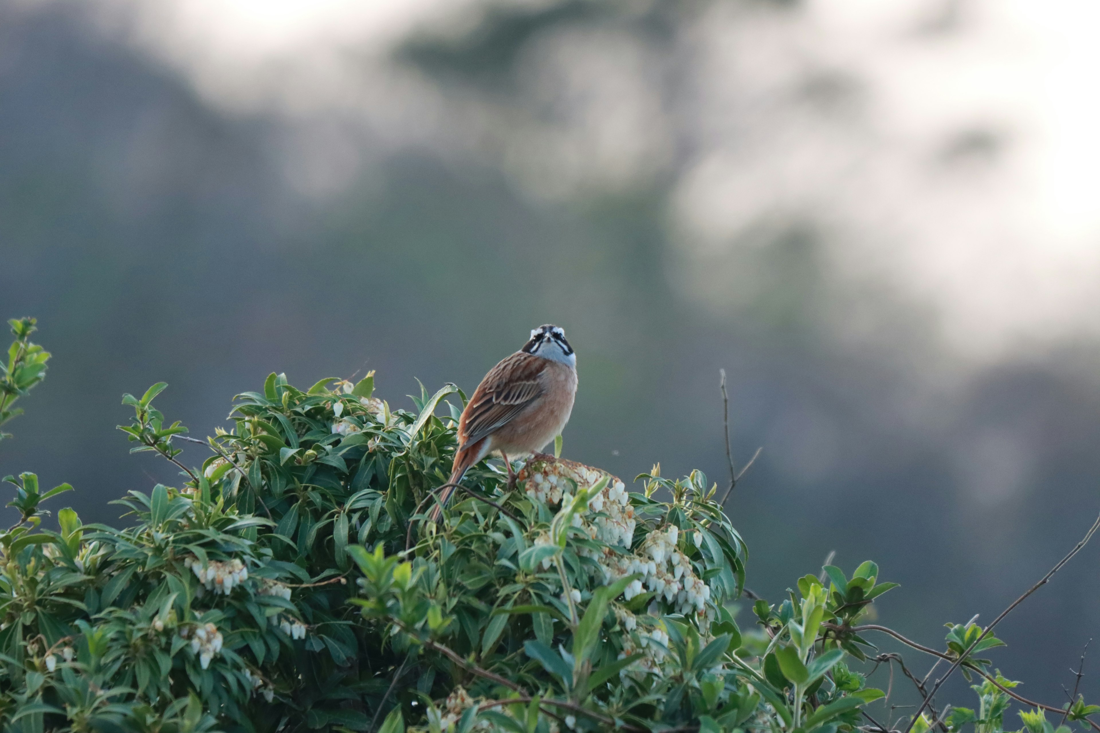 A small bird perched on top of a bush