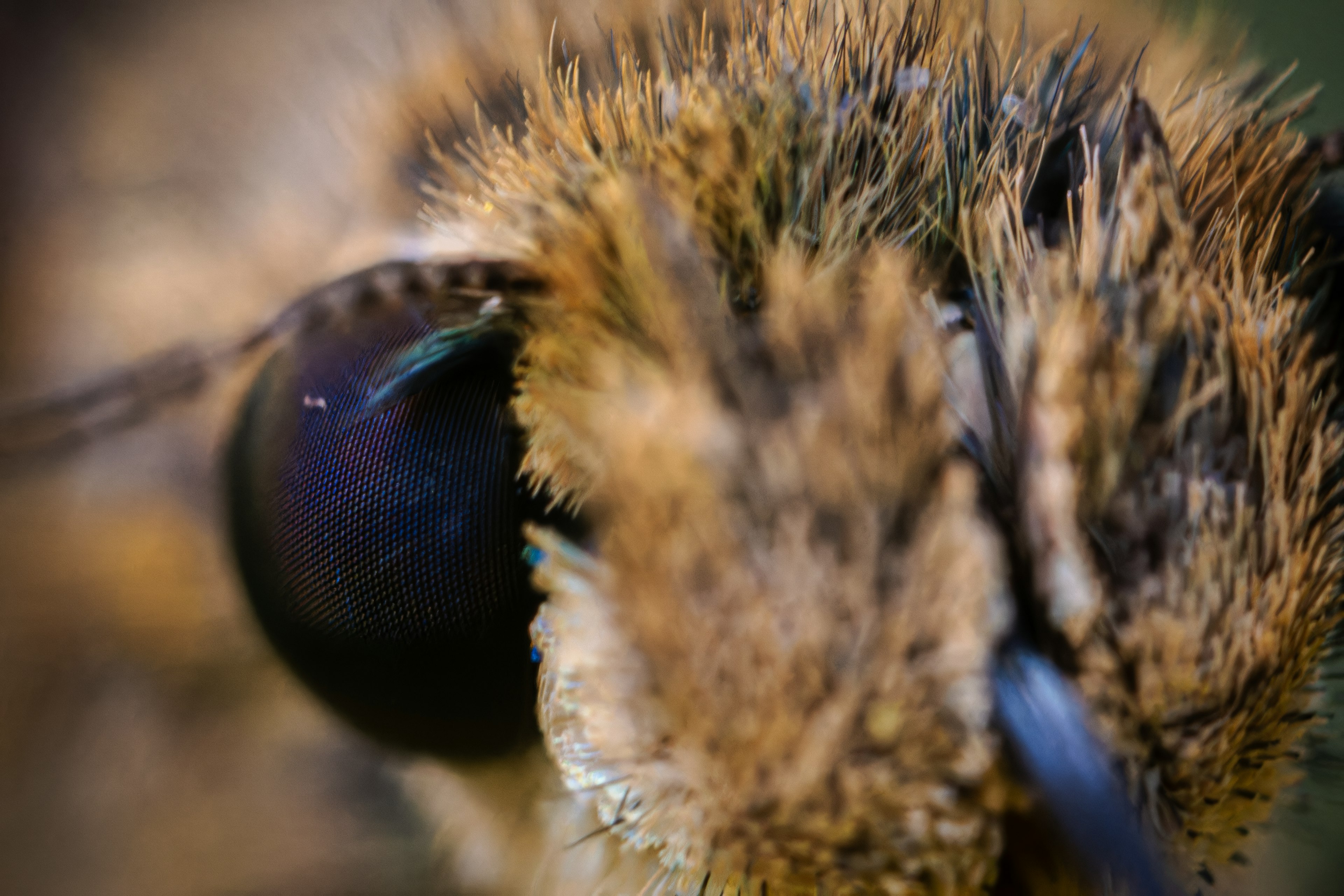 Nahaufnahme eines Insekts mit Antennen und feinen Haaren