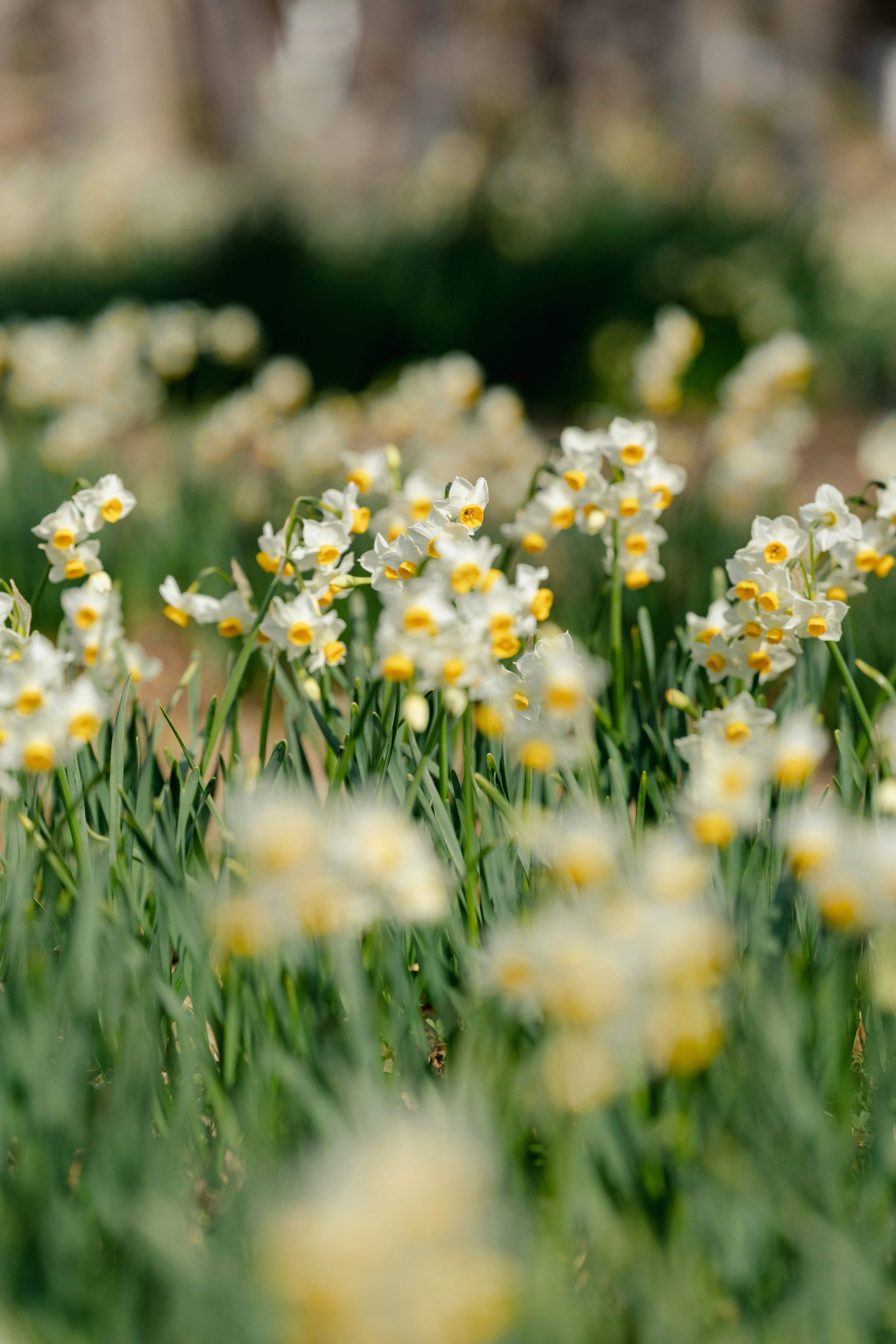 春の花畑に咲く黄色と白の花々の群れ