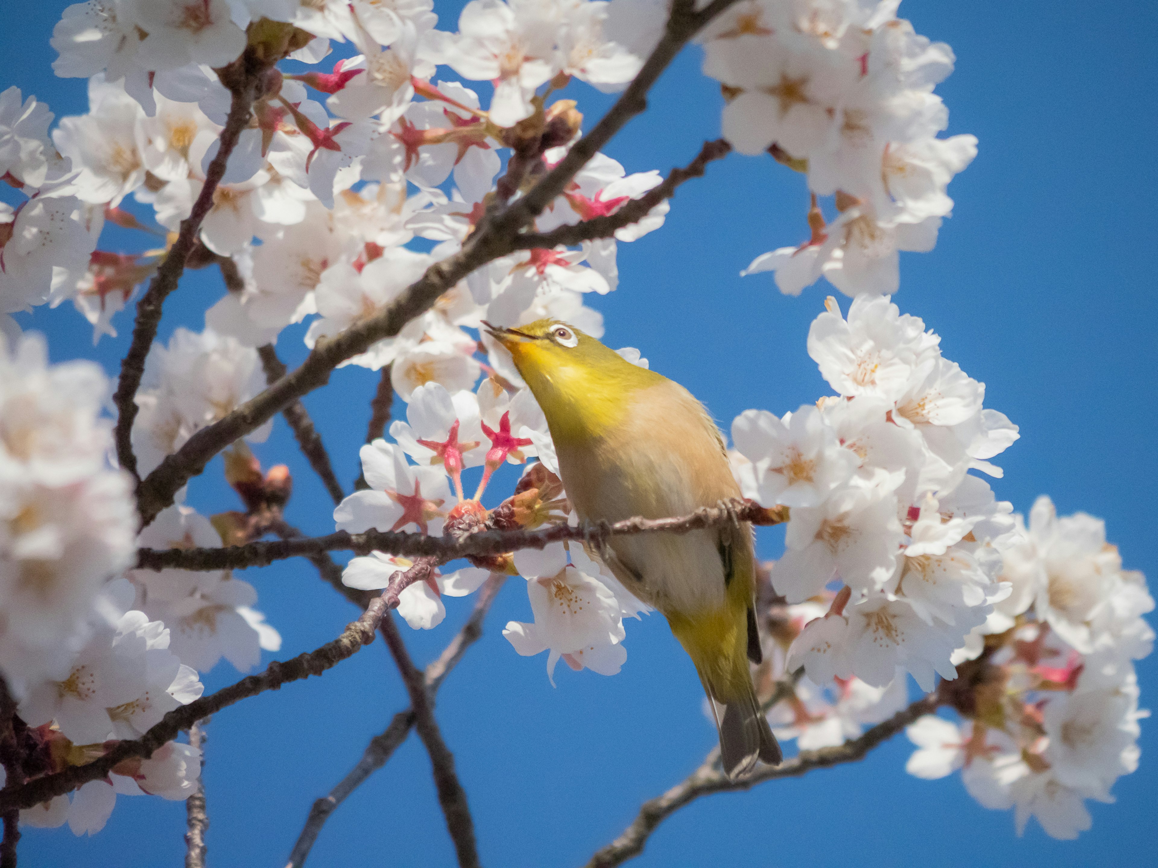 Un petit oiseau se nourrissant parmi les fleurs de cerisier sous un ciel bleu clair