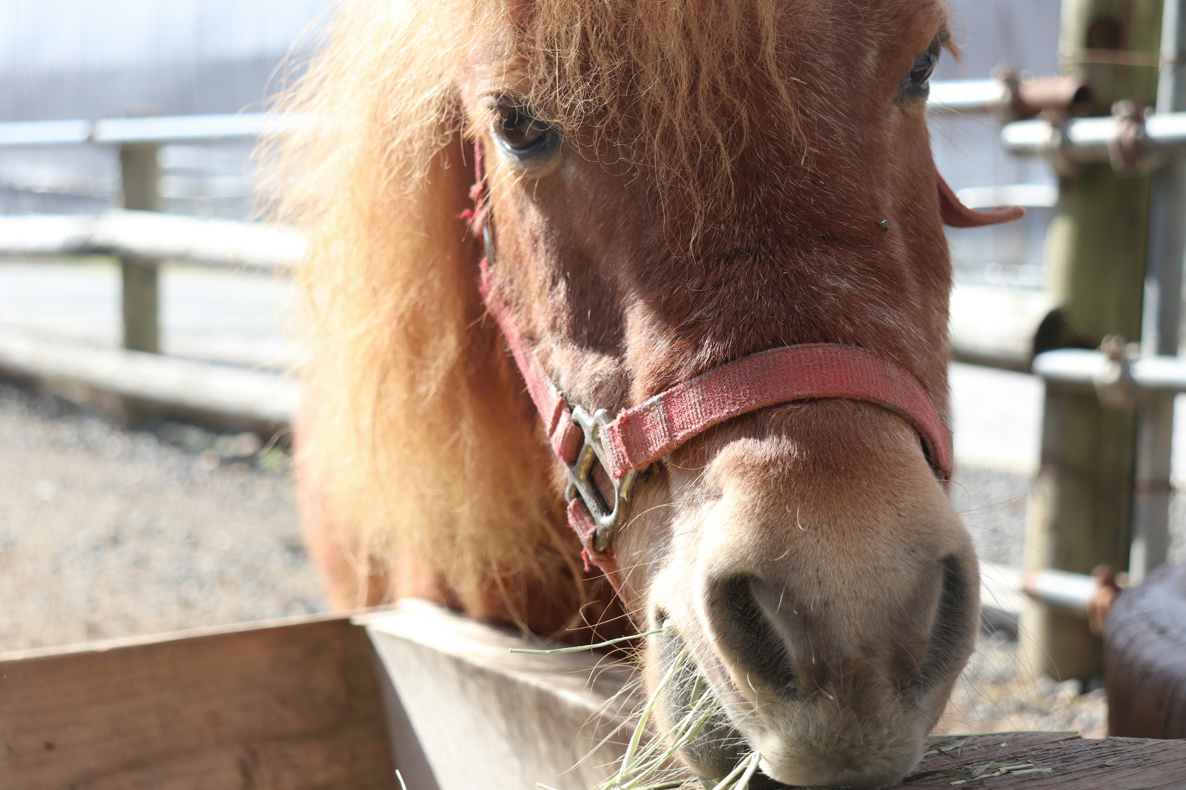 A small horse eating hay with a red harness on