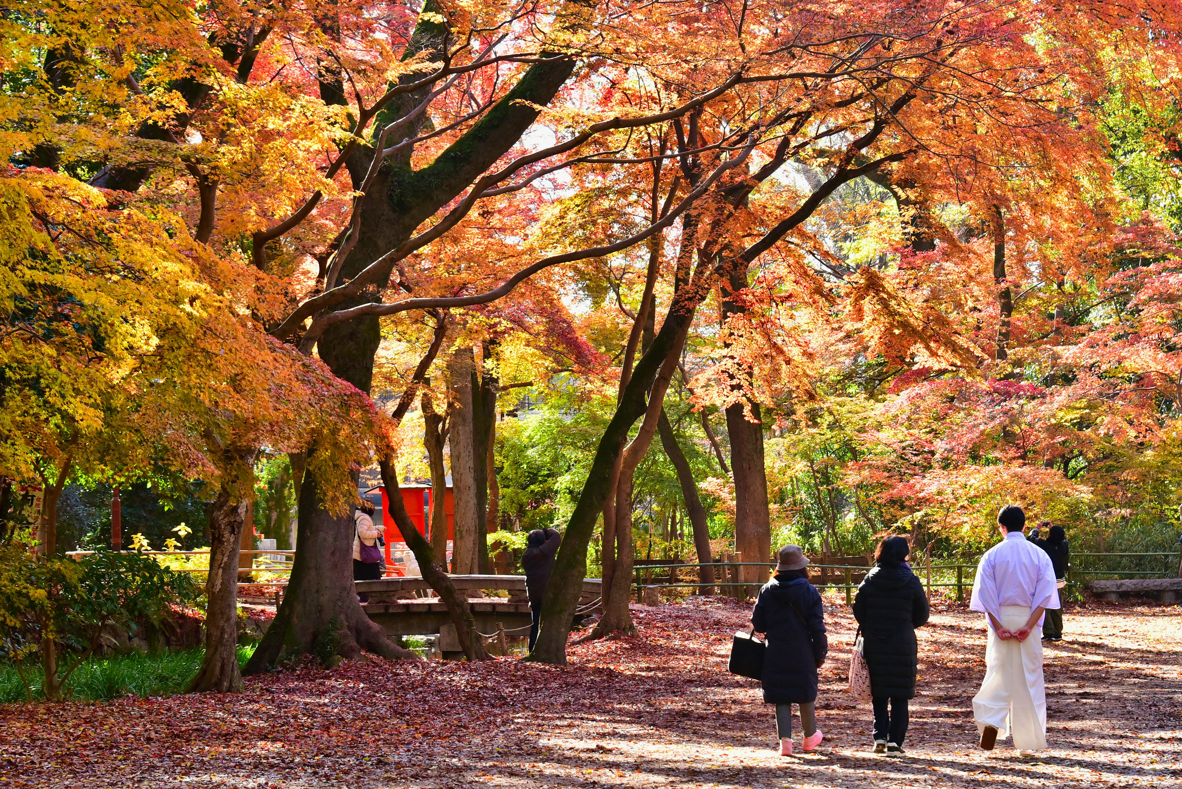 紅葉の公園を歩く人々と色づいた木々