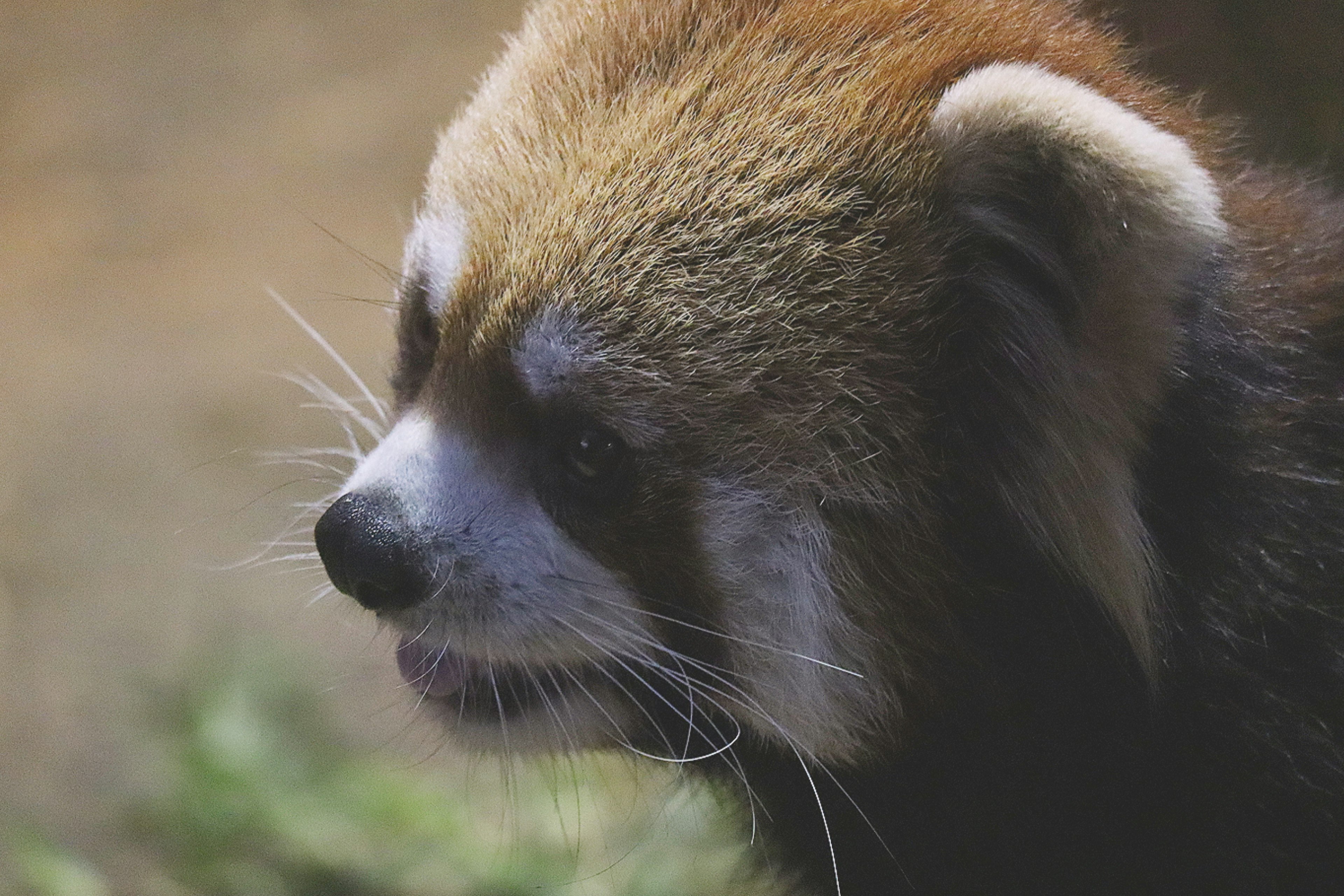 Primo piano del viso di un panda rosso con sfondo sfocato