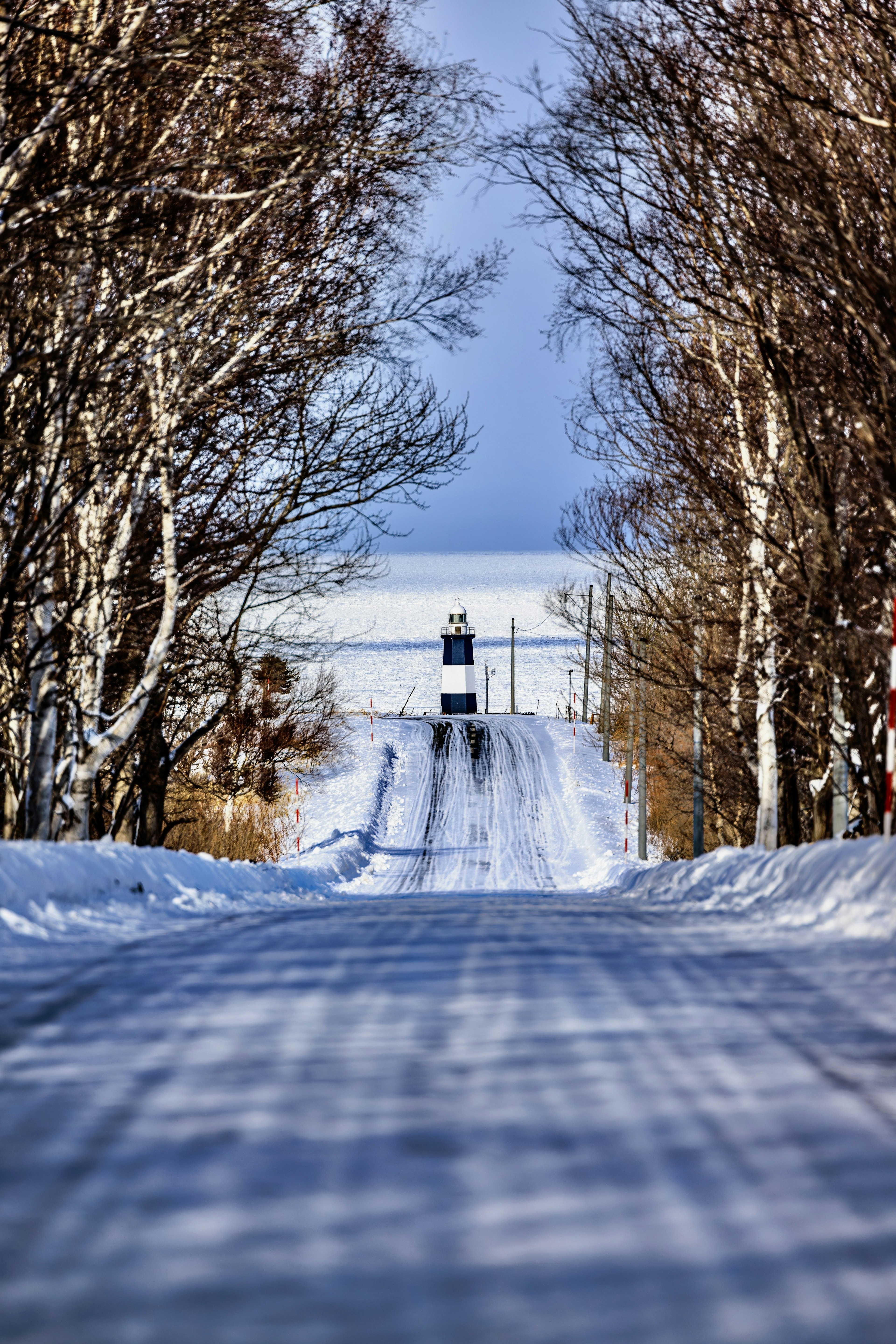 被白桦树环绕的雪覆盖的道路