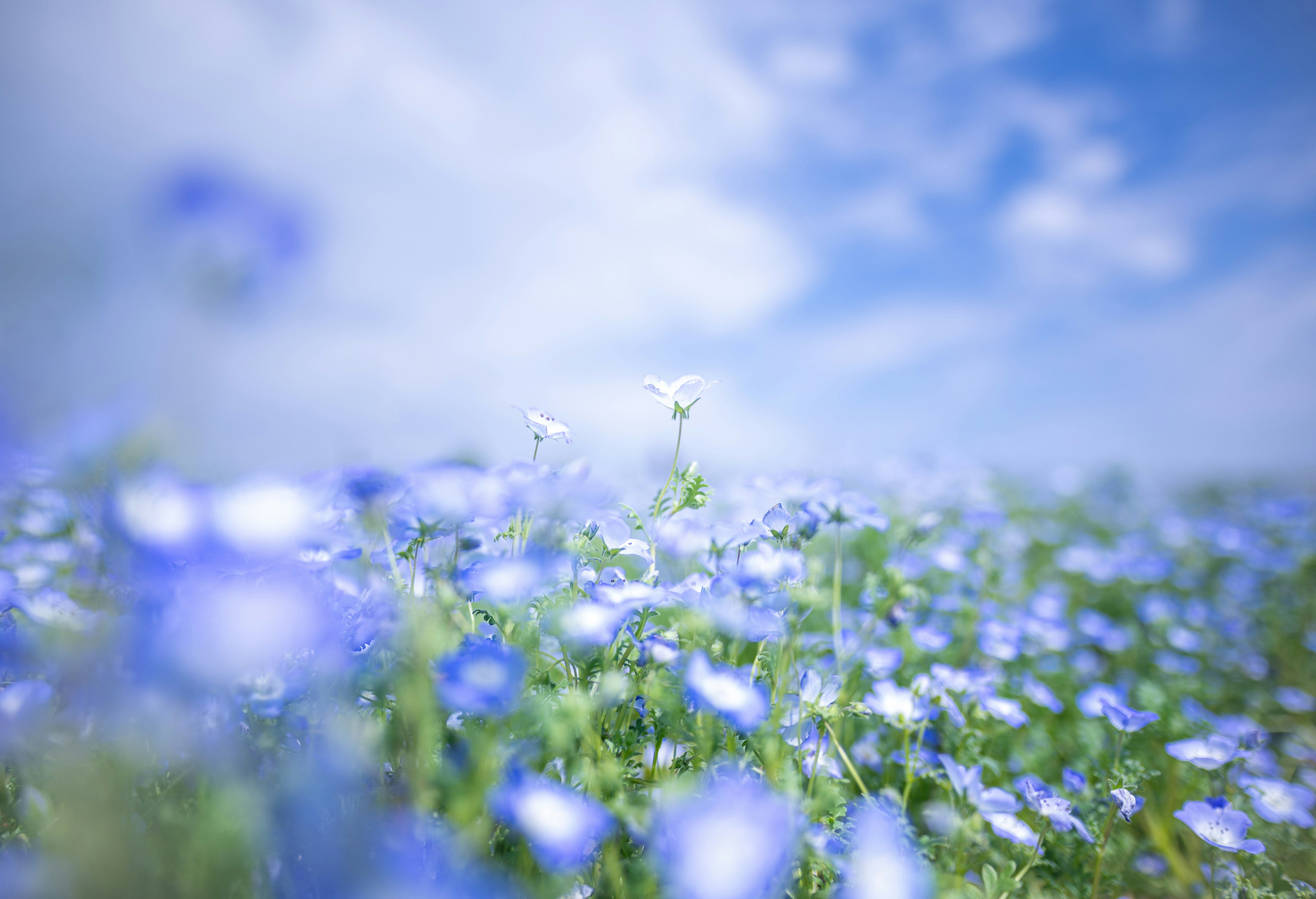 青い花が咲く広い野原と青空