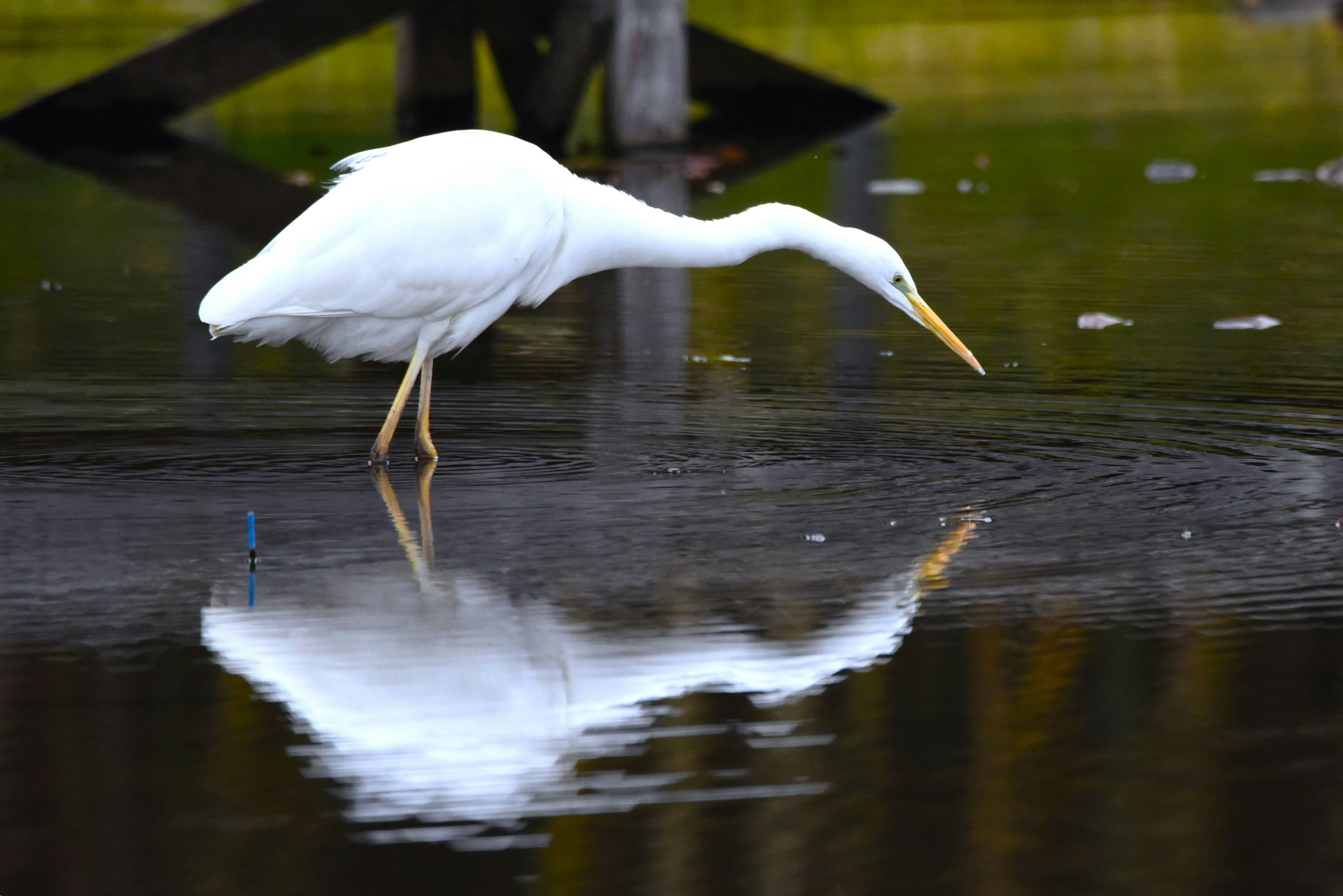 A white heron searching for food with a beautiful reflection on the water