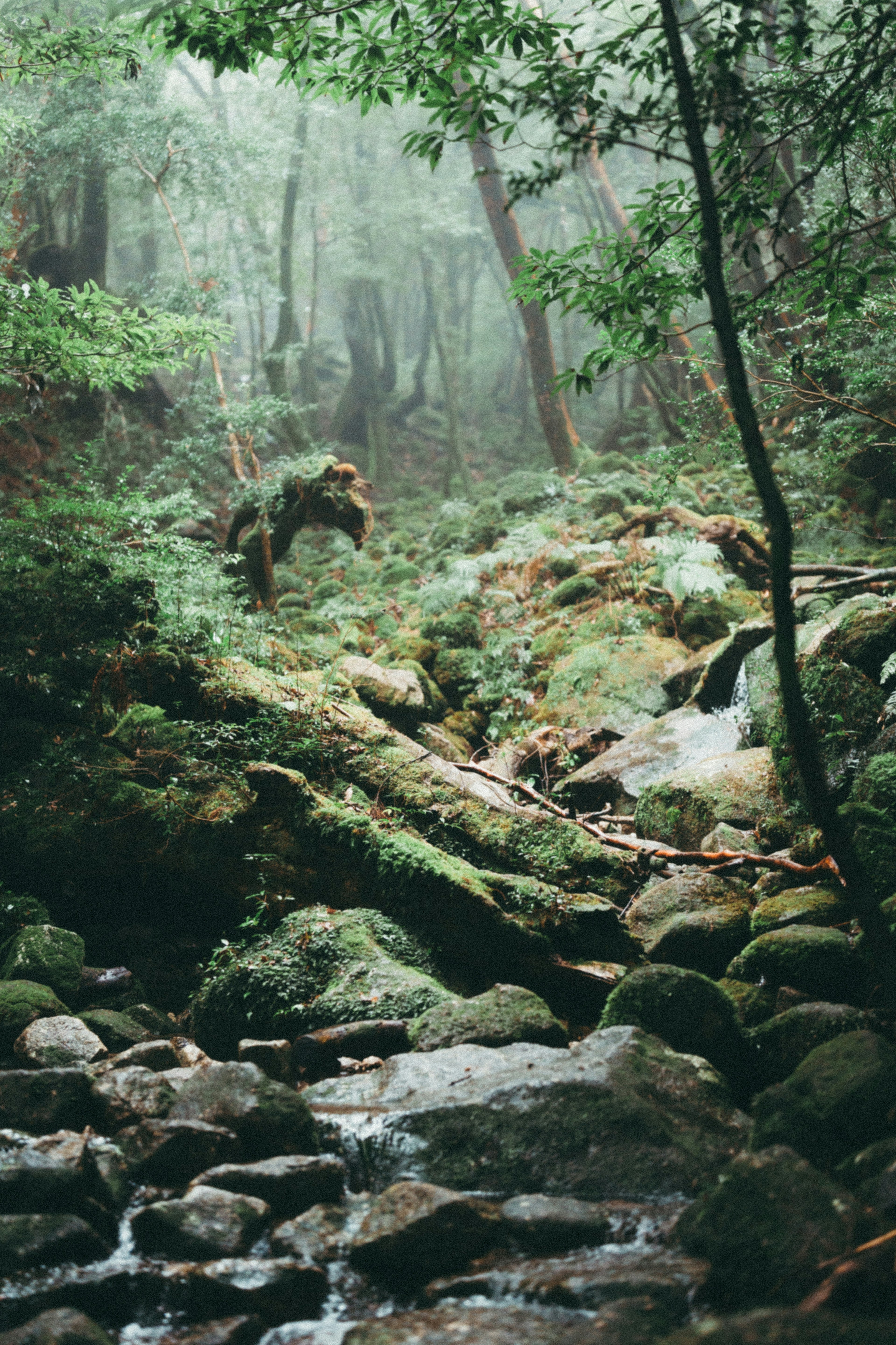 A misty forest scene featuring a stream and moss-covered rocks