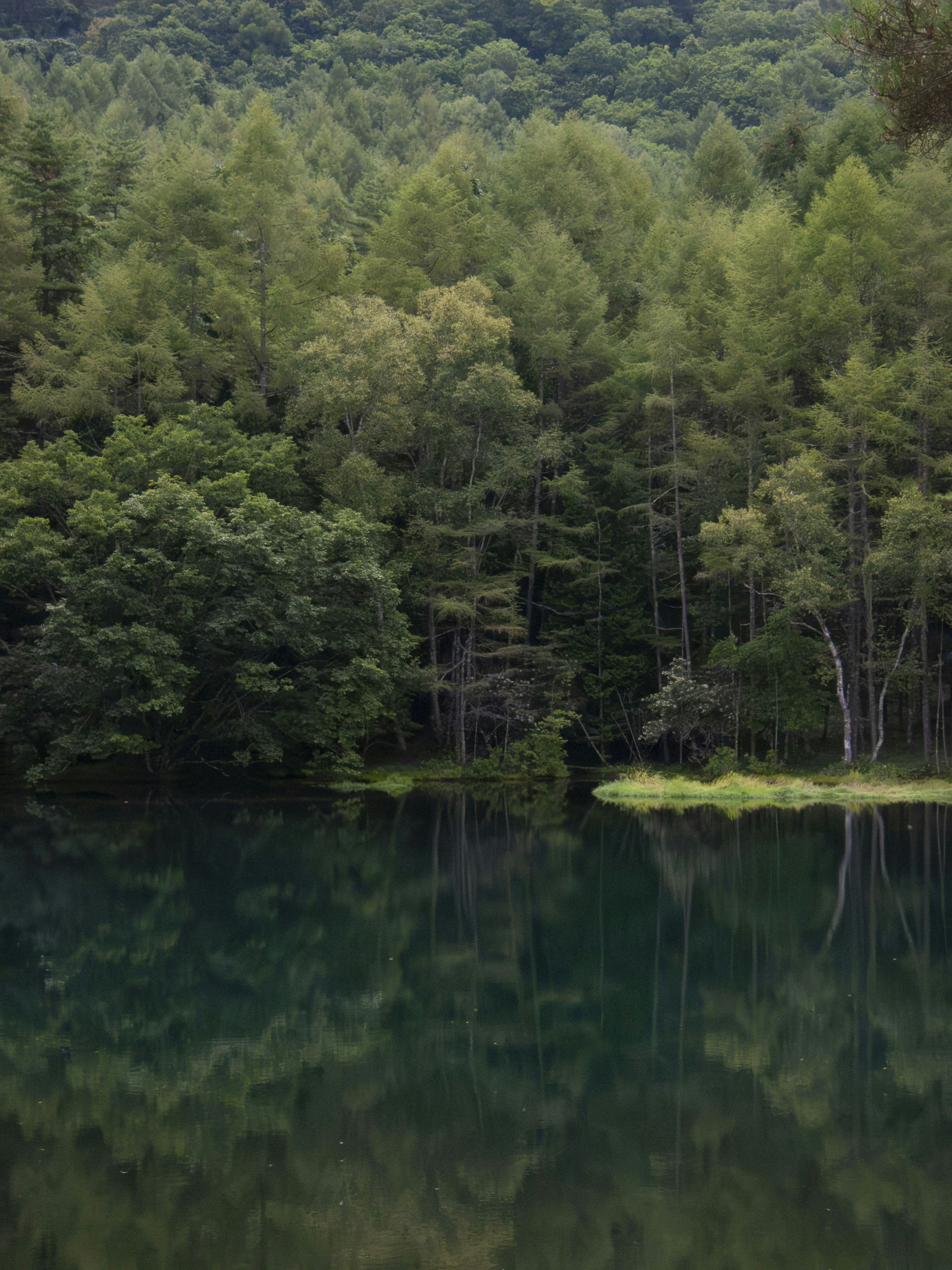 Serene lake reflecting lush green forest