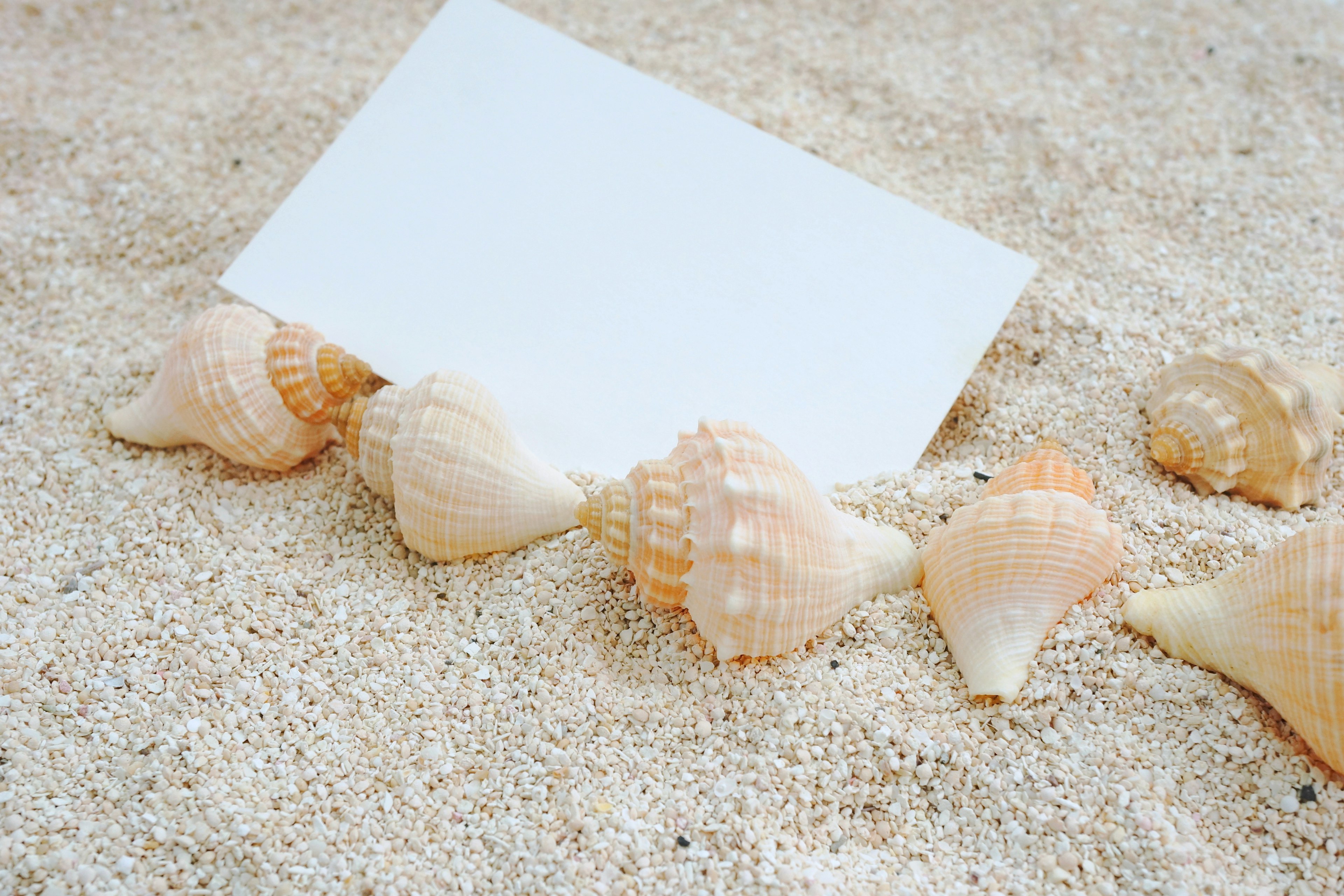 Coquillages disposés sur une plage de sable avec une carte blanche