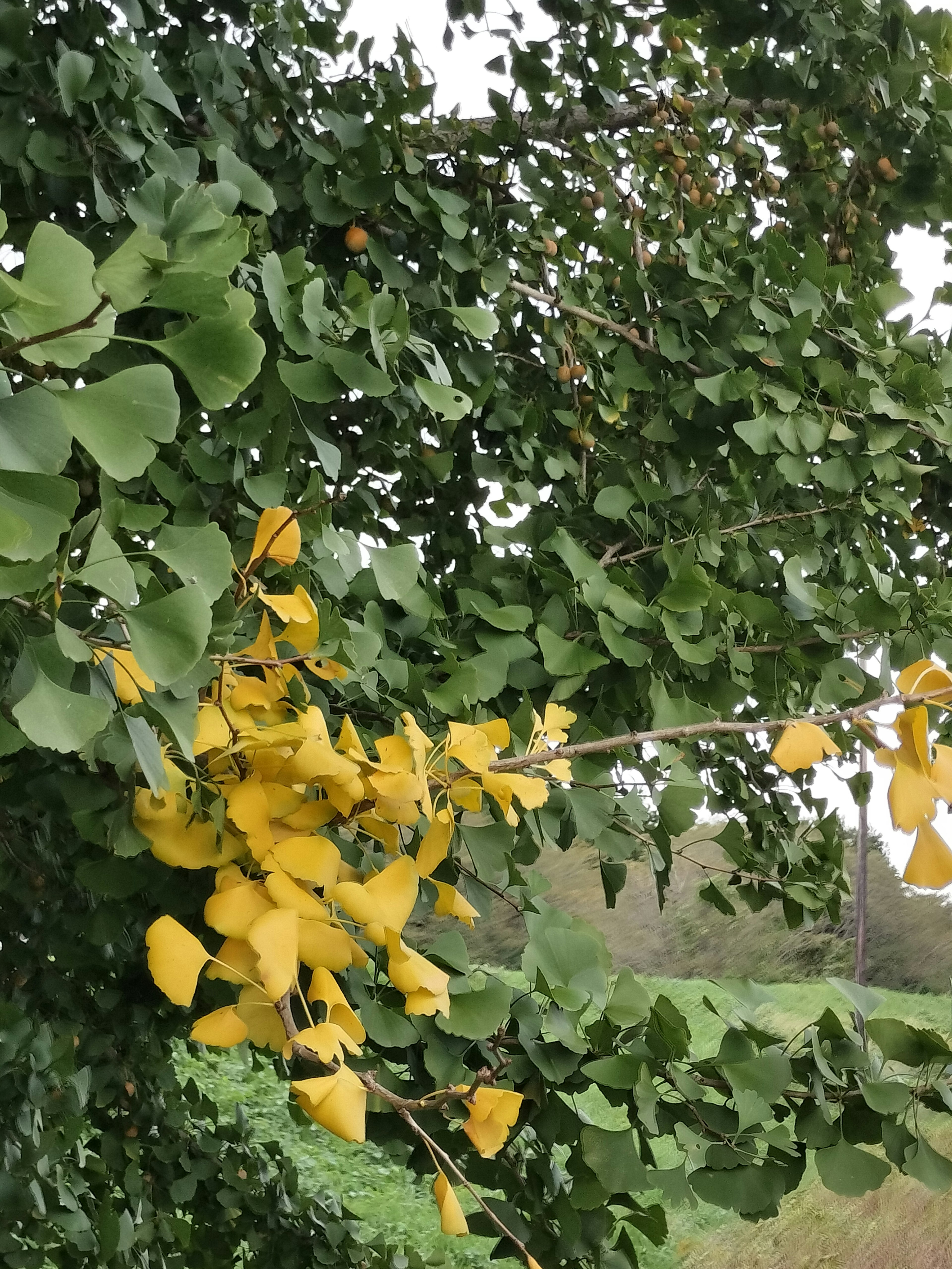 Primer plano de una rama con hojas verdes y hojas de ginkgo amarillas