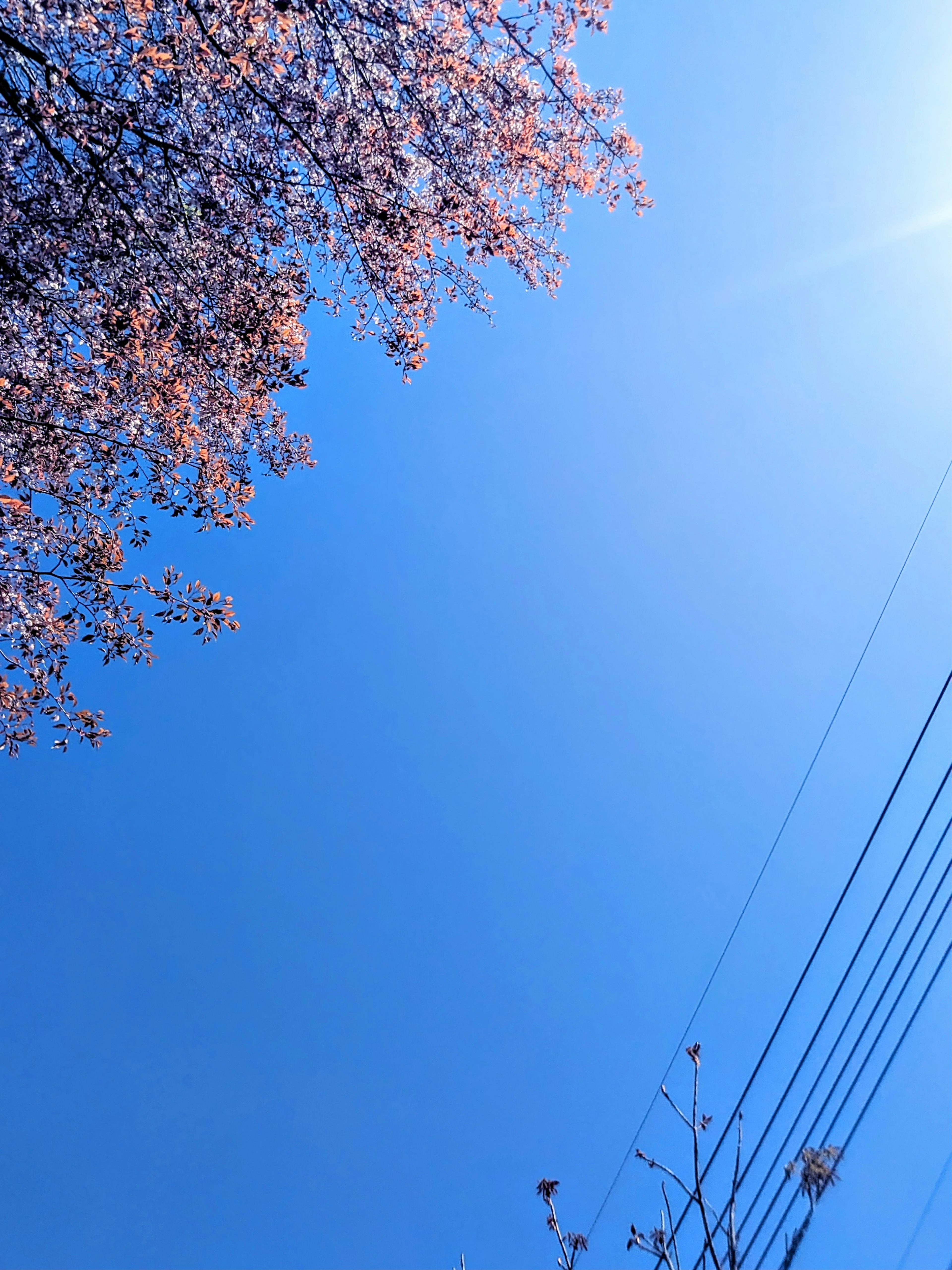 Langit biru cerah dengan cabang bunga sakura