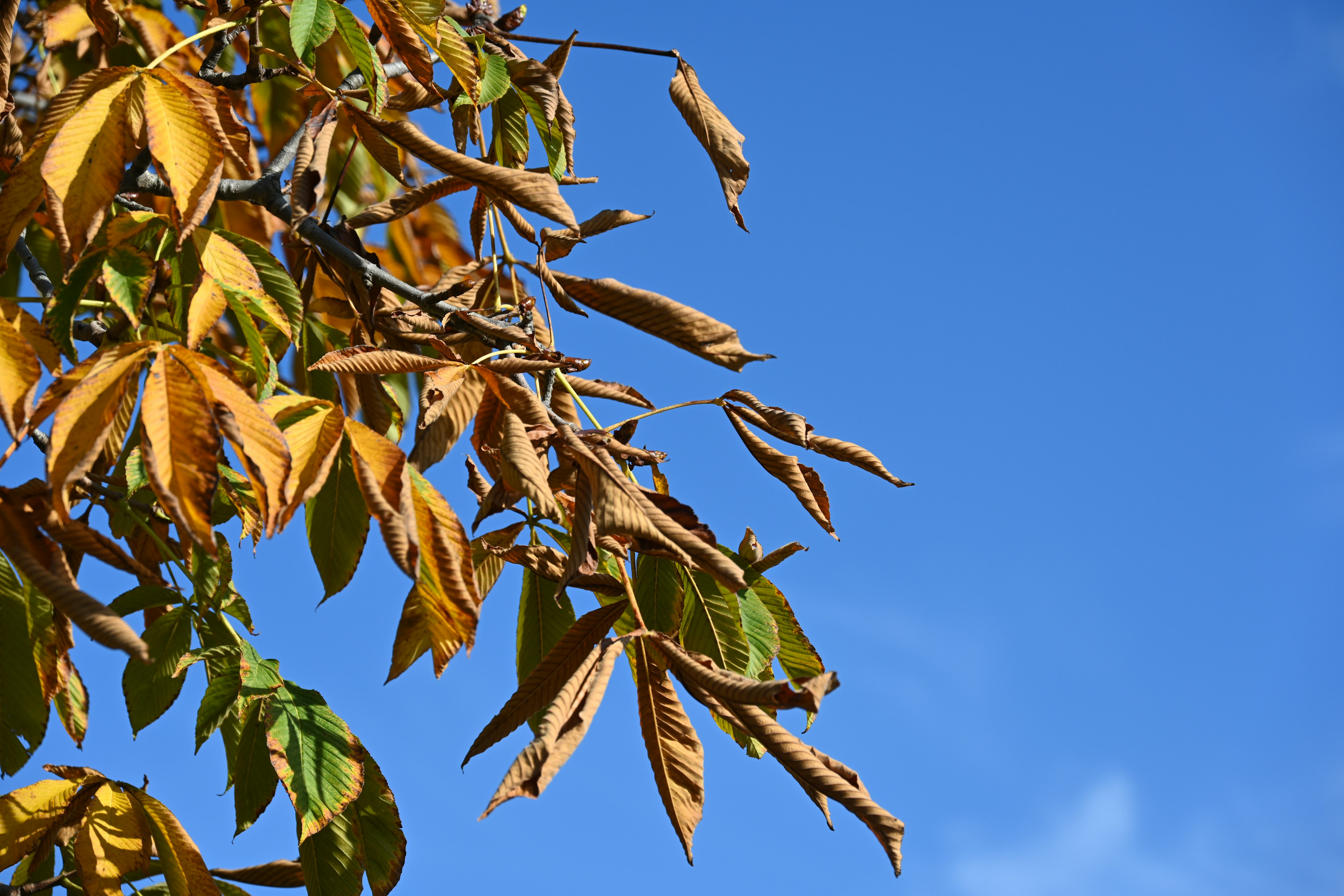 Ramas de árbol con hojas amarillas y vainas secas contra un cielo azul claro