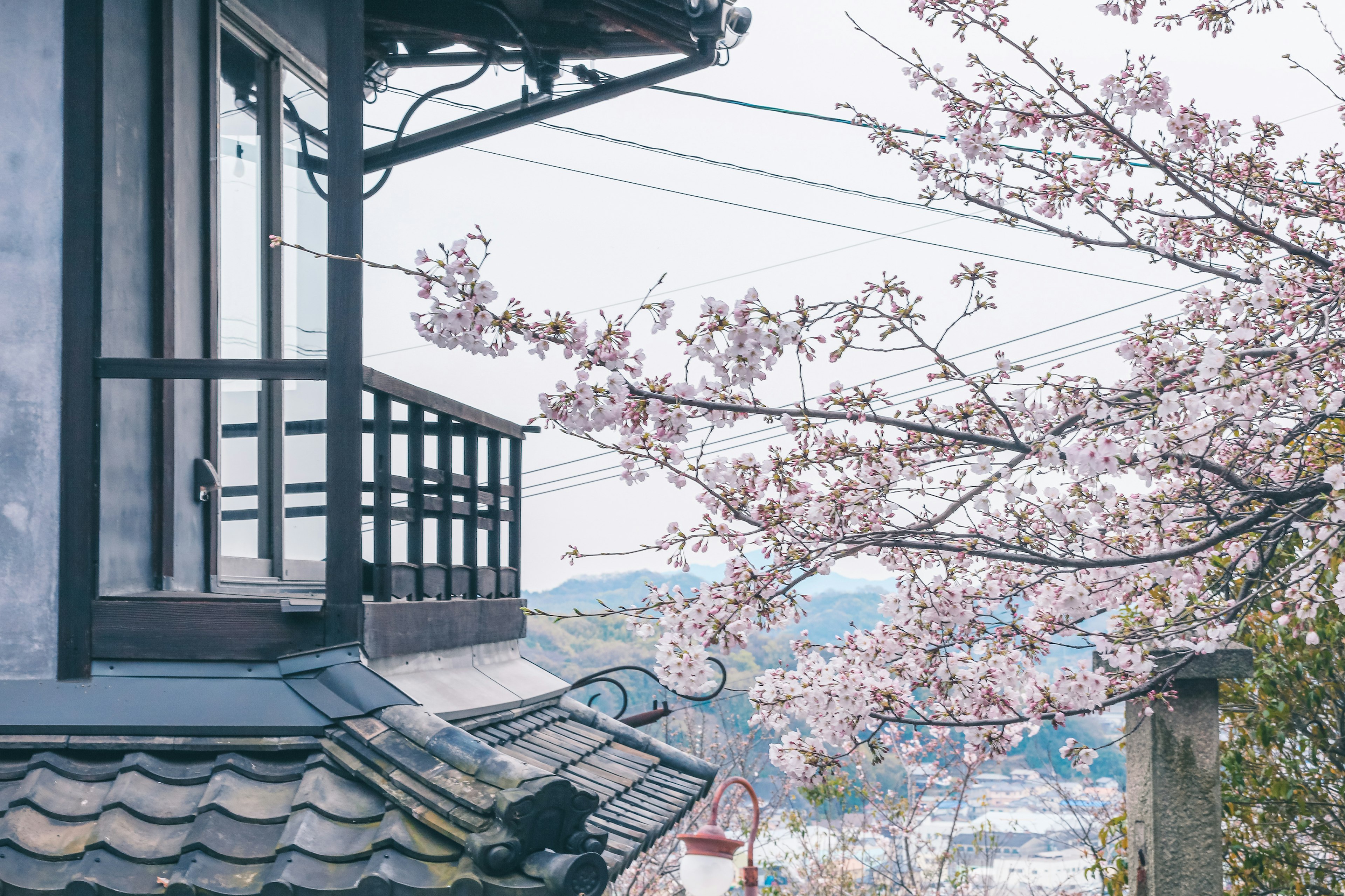 Balcon d'une maison japonaise traditionnelle avec des cerisiers en fleurs