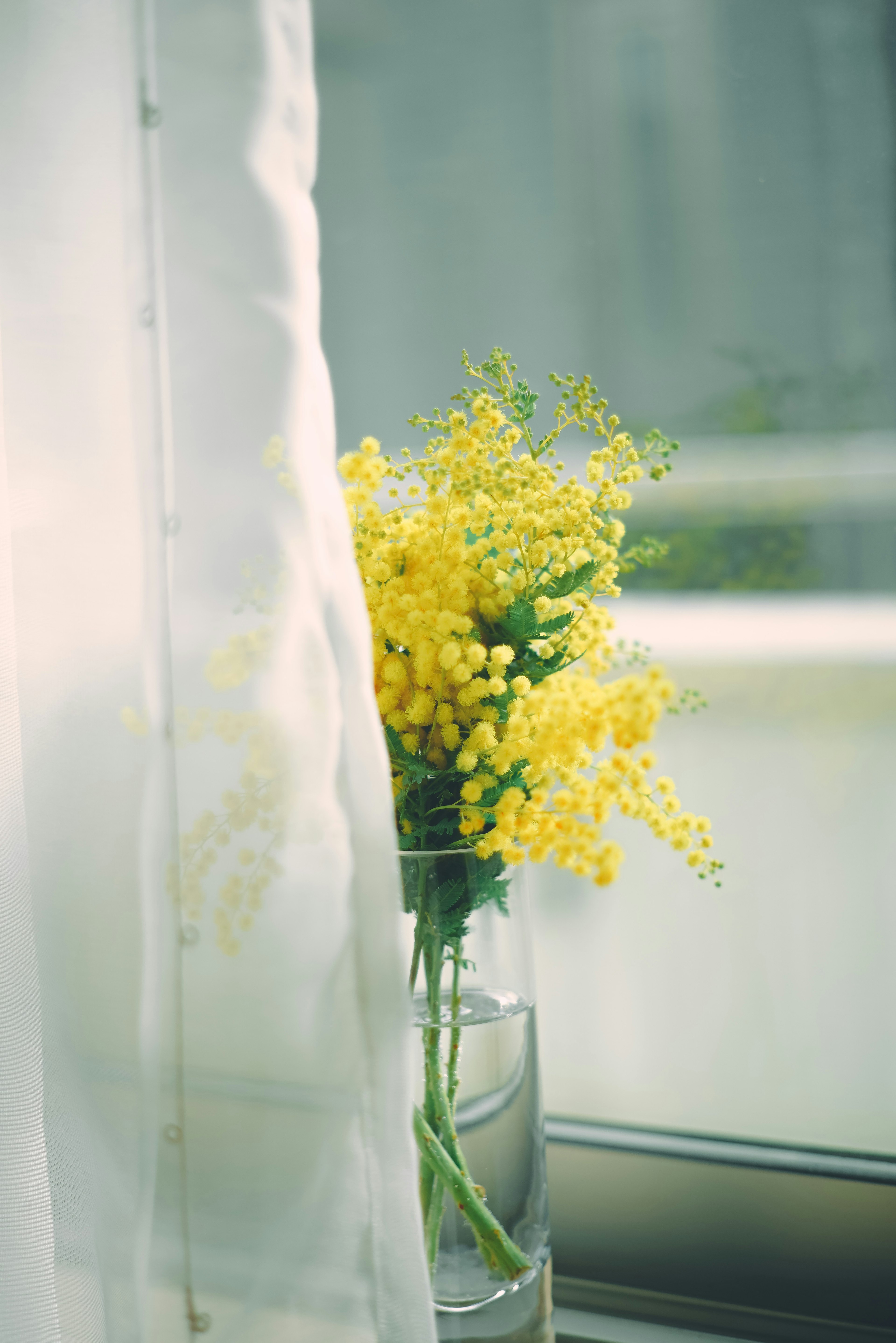 A glass vase with a bouquet of yellow mimosa flowers beside a white curtain