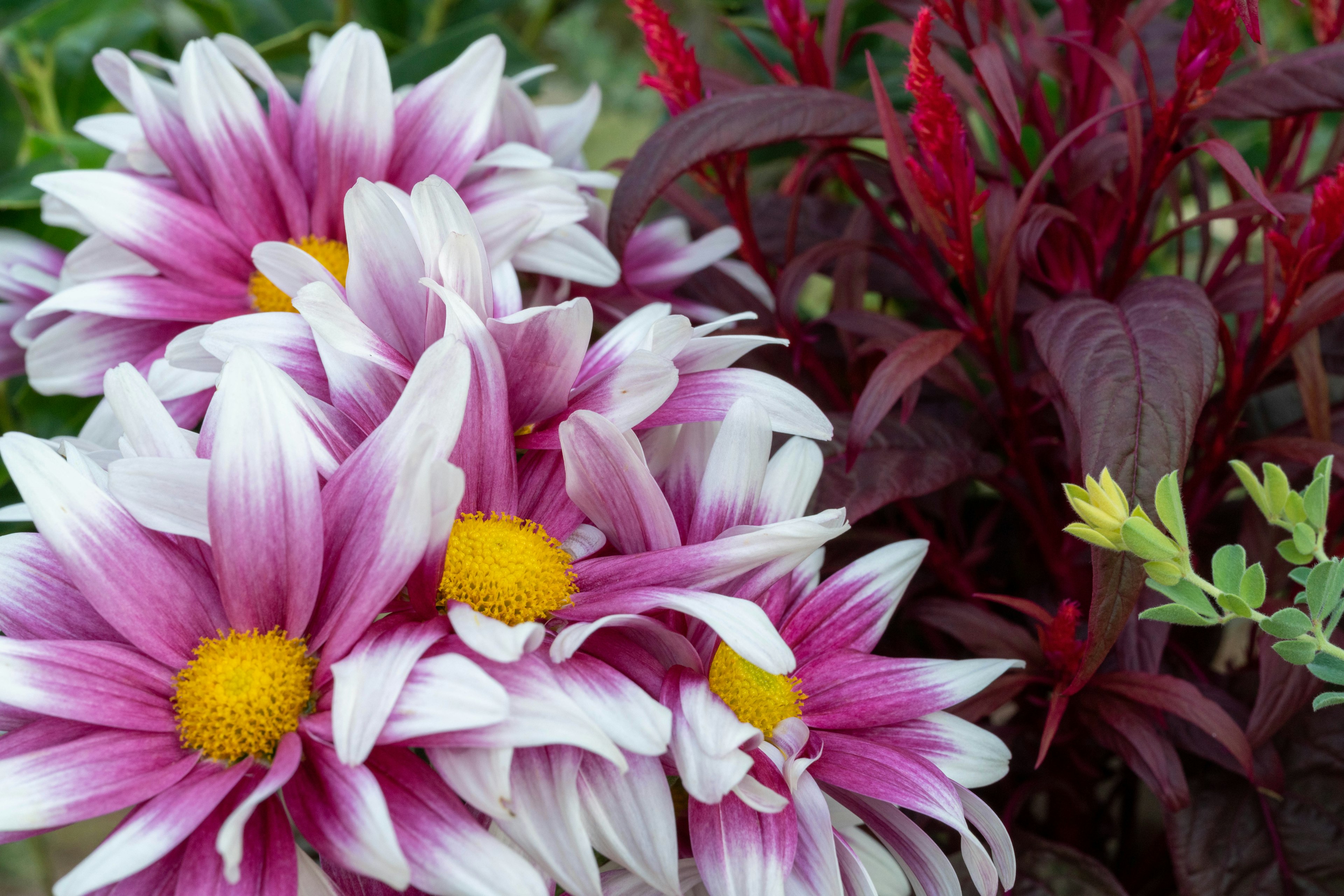 Primer plano de flores rosas y blancas con centros amarillos y follaje rojo