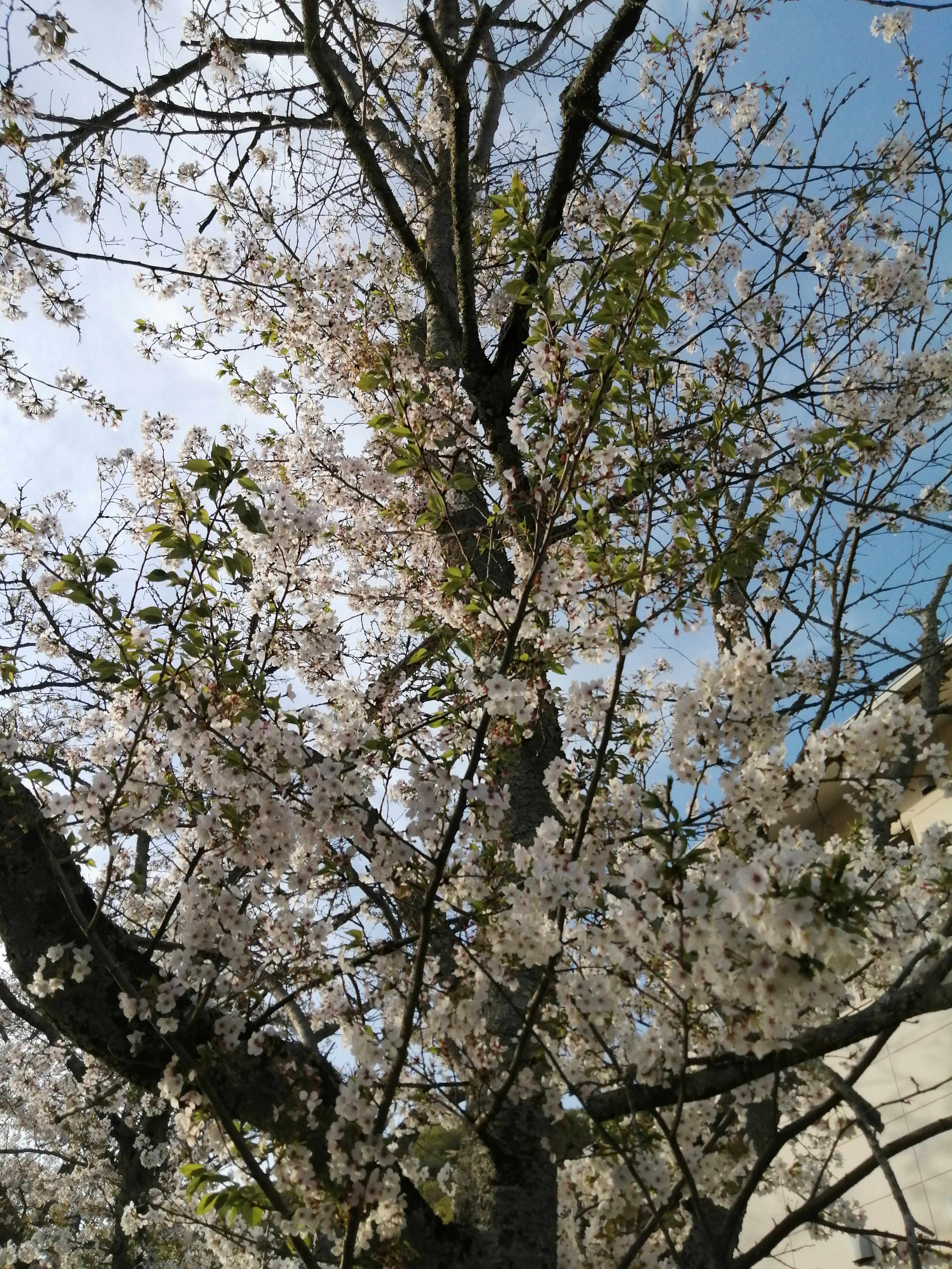 Image of a cherry blossom tree with blooming flowers against a blue sky and fresh green leaves