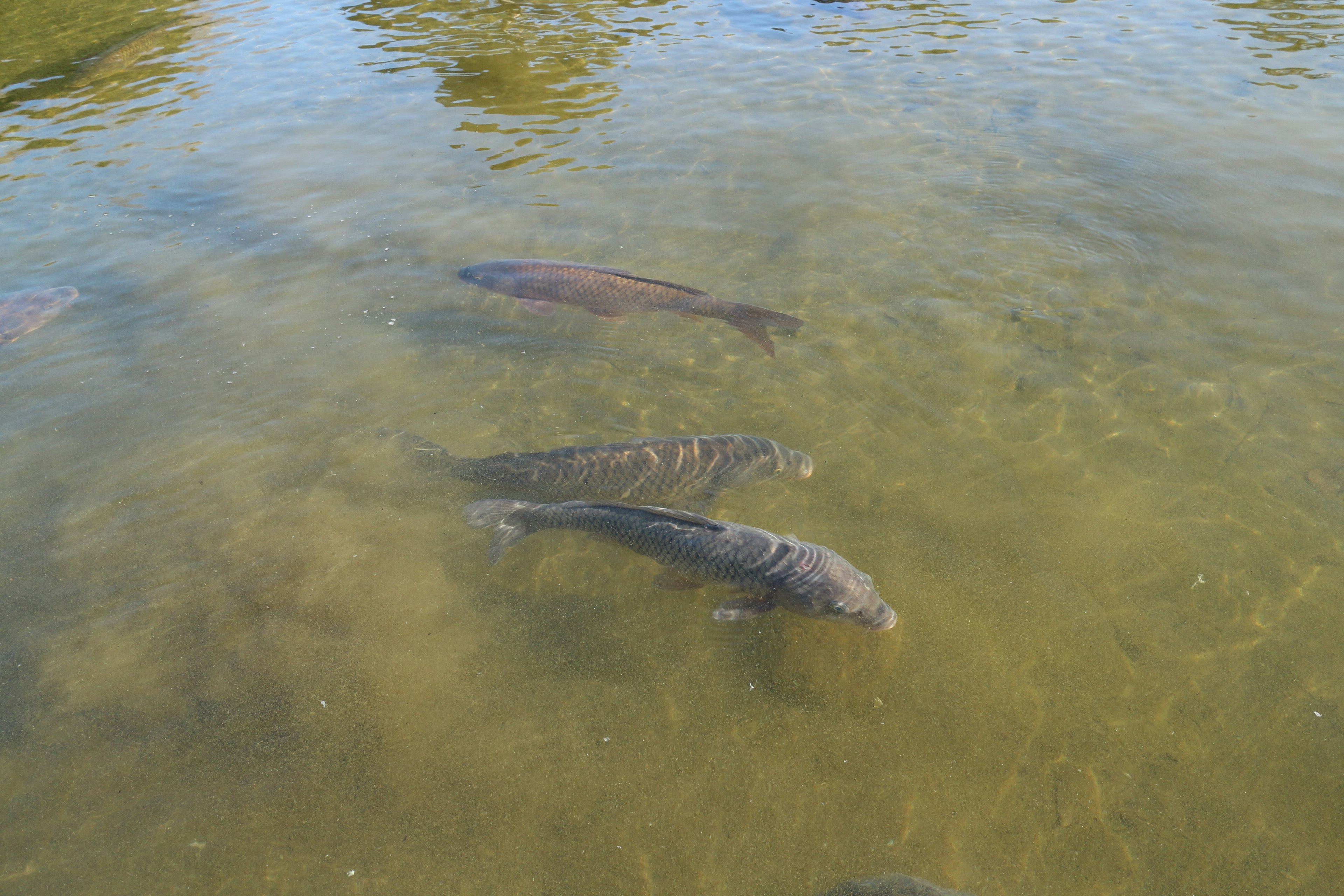 Several fish swimming beneath the surface in greenish water