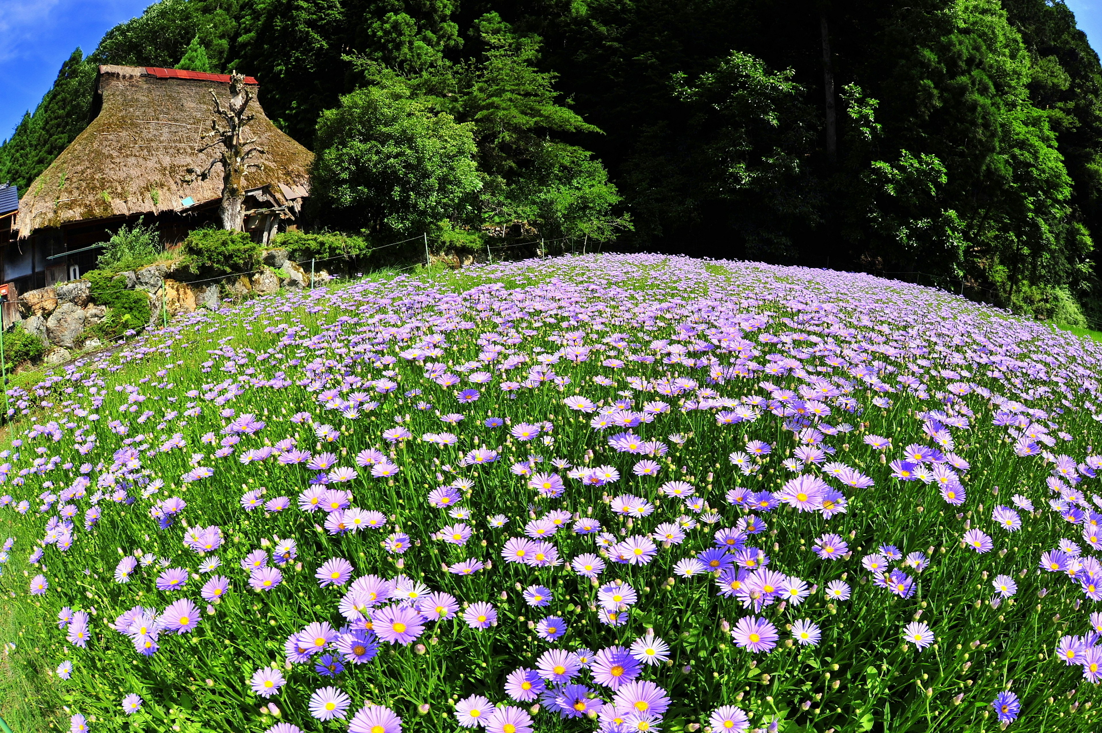 Un paisaje hermoso con flores moradas y una antigua casa de paja