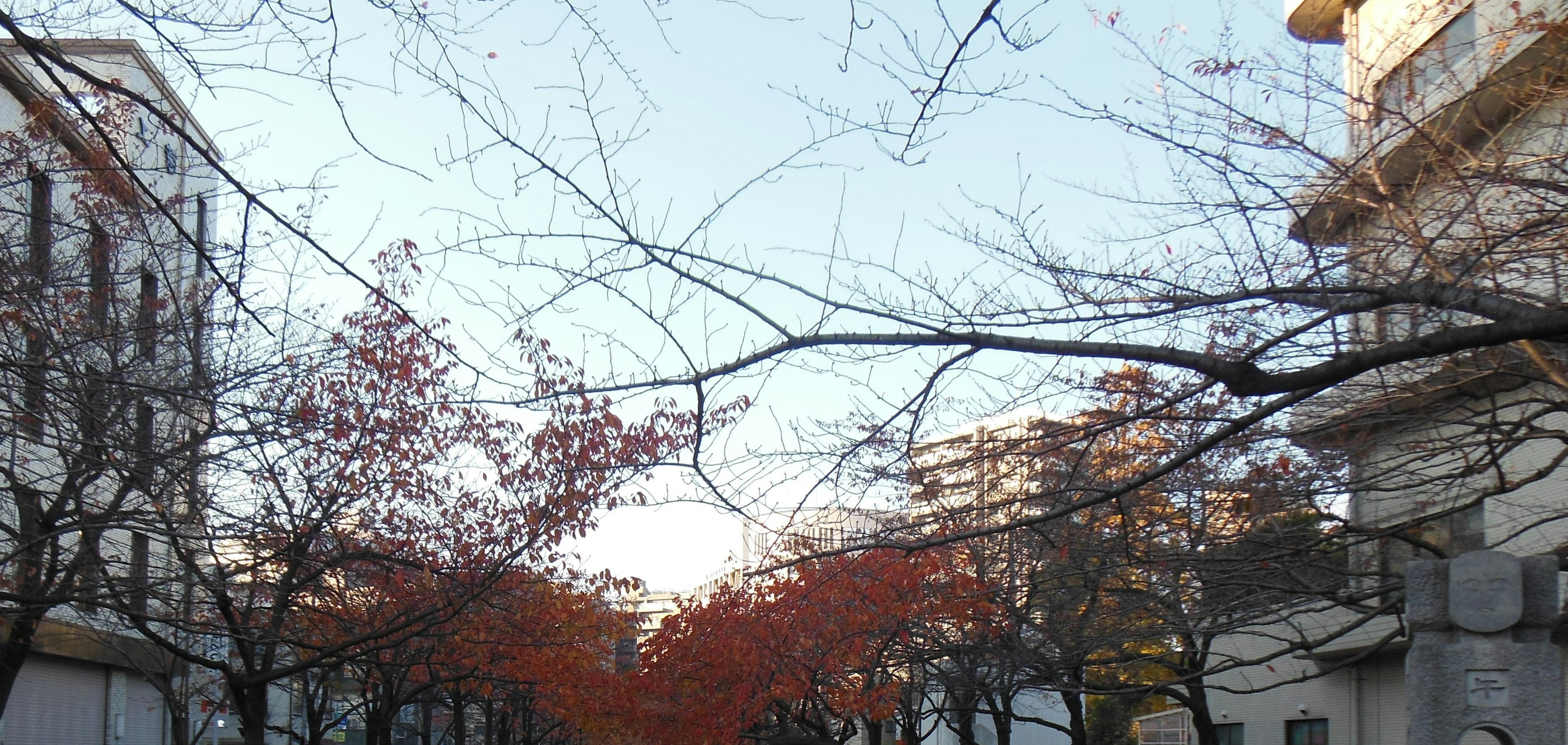 秋の木々が並ぶ通りの風景と青空