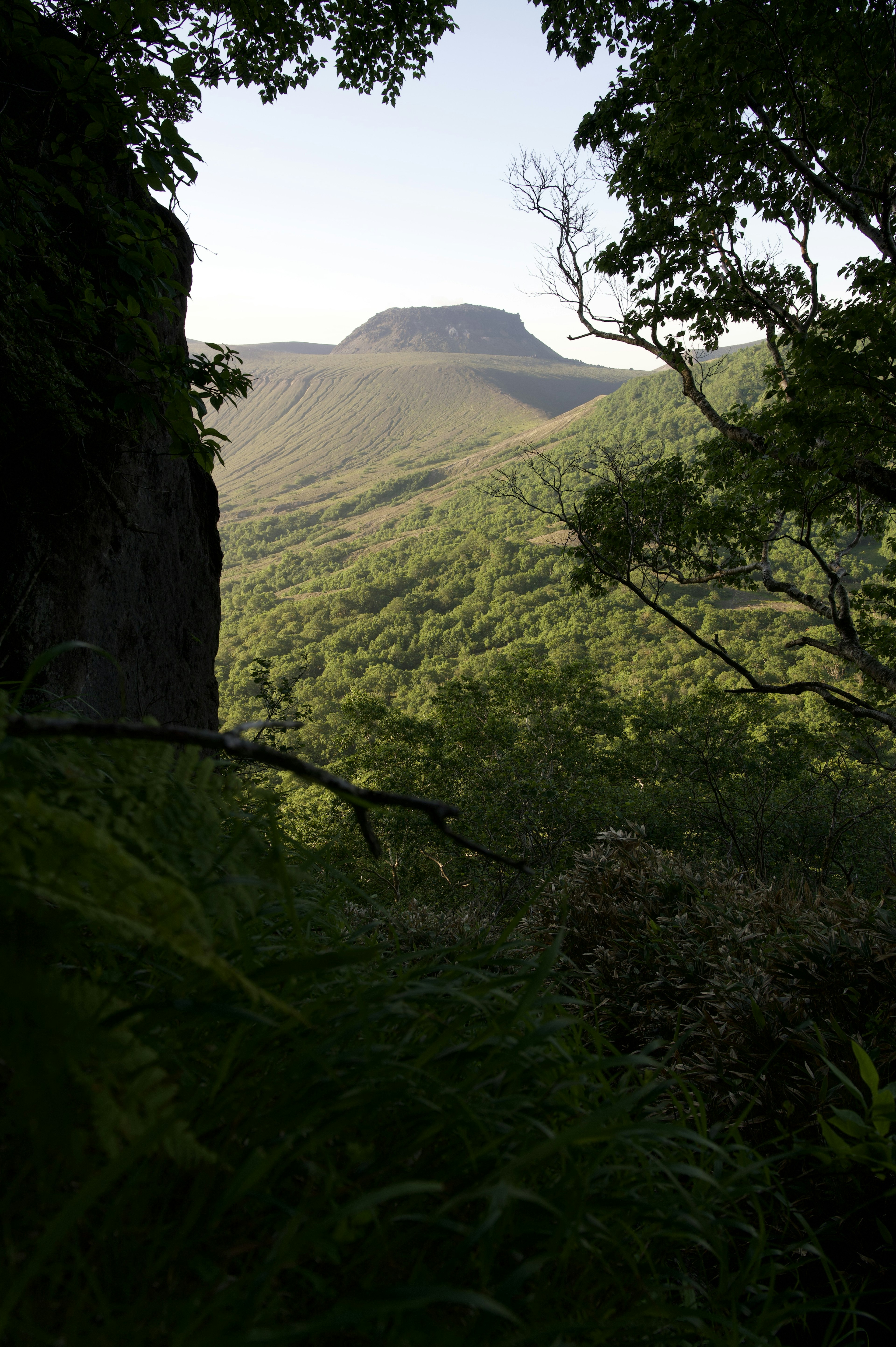 緑豊かな丘陵と遠くに見える山の風景