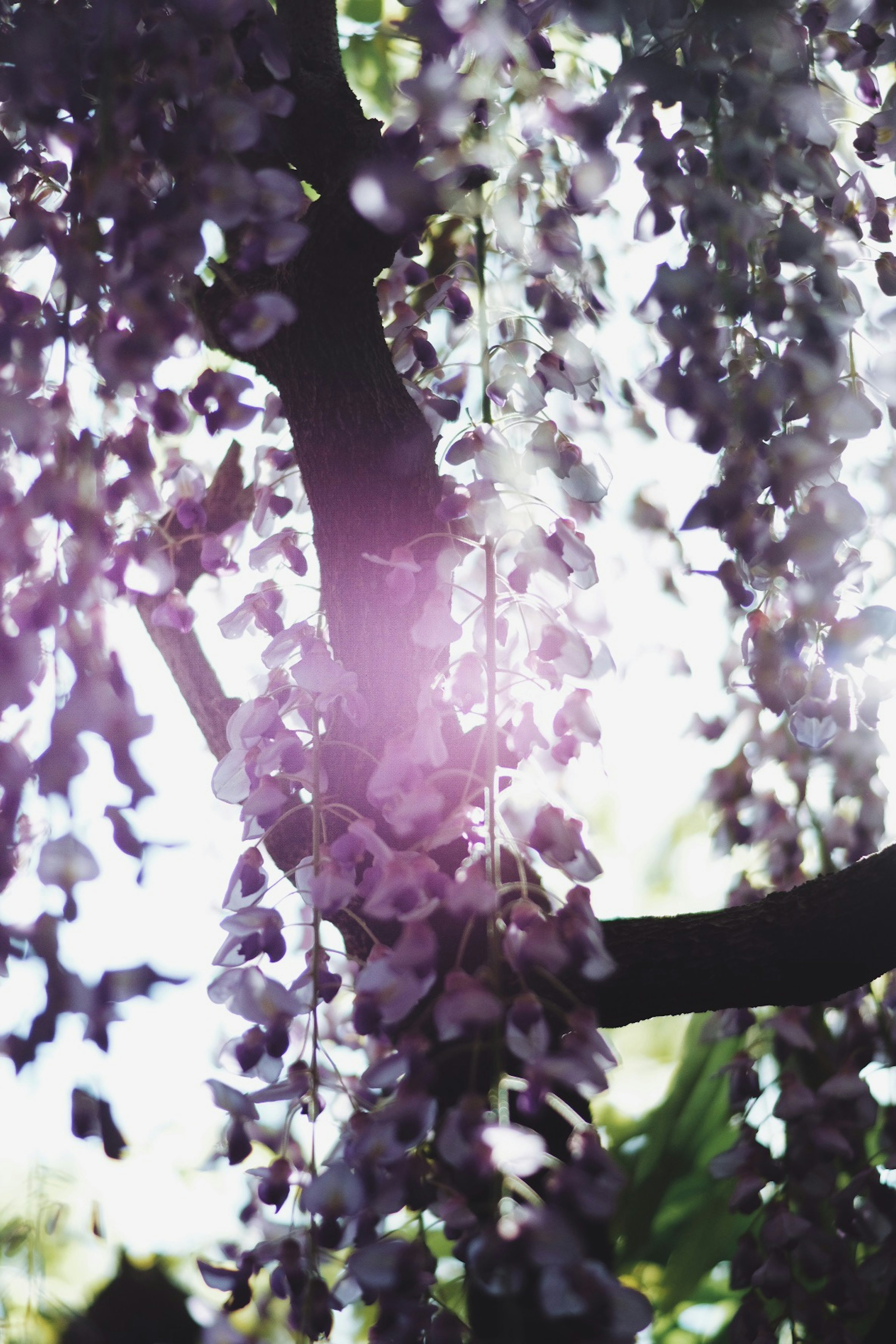 紫色の藤の花が垂れ下がる美しい木の枝の近景