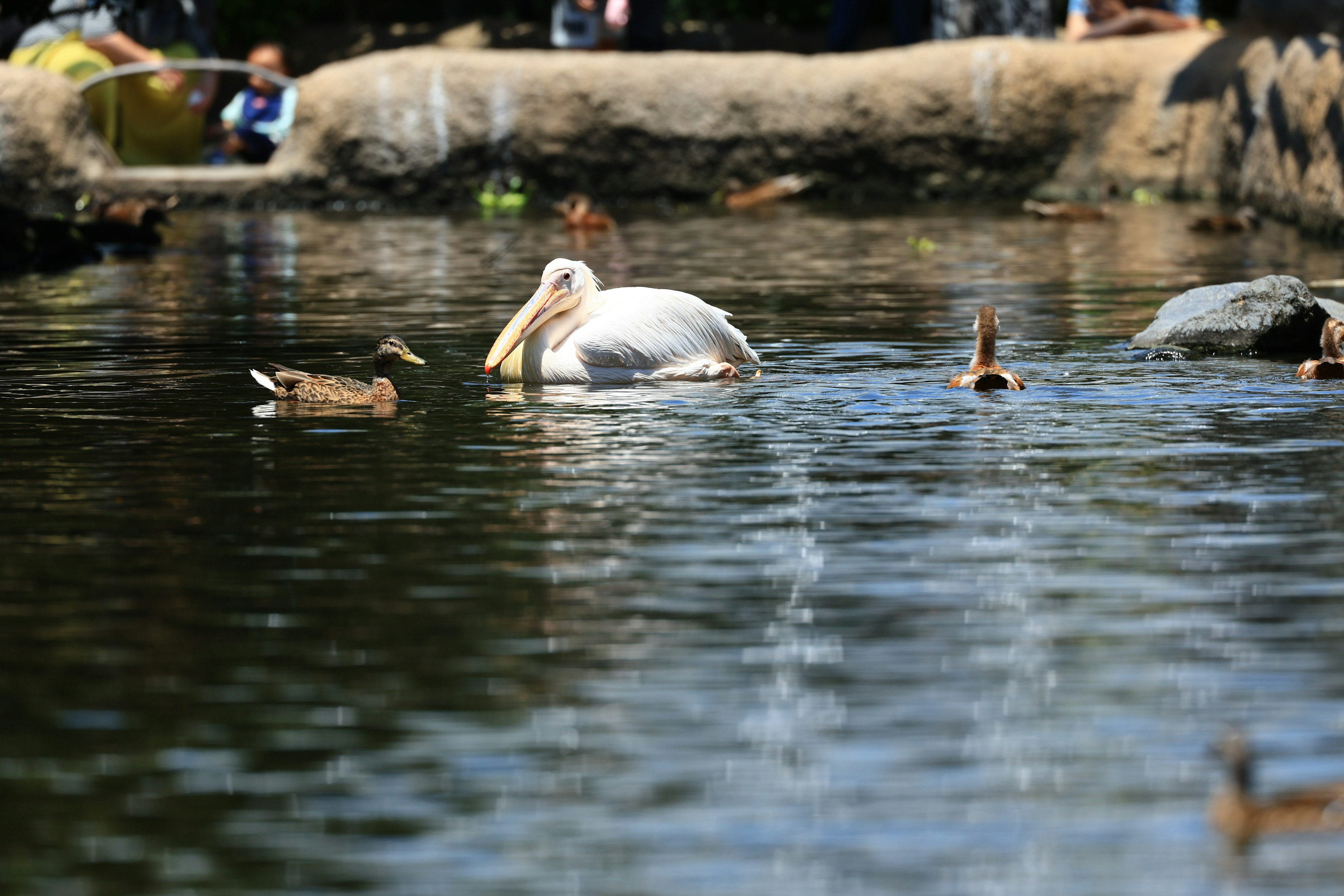 Ein weißer Pelikan schwimmt zwischen Enten in einer ruhigen Wasserlandschaft