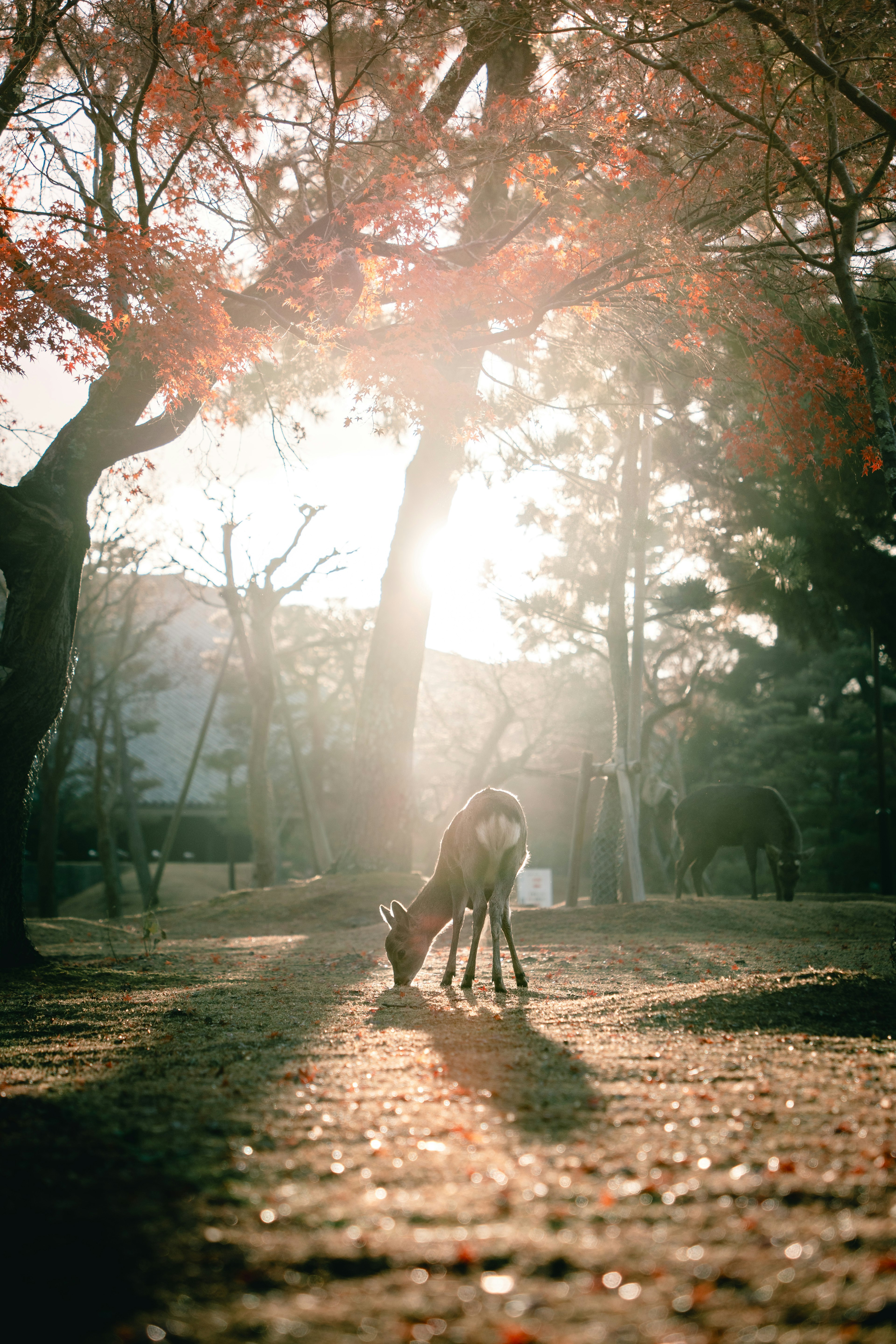 秋の光の中で草を食べる鹿と紅葉した木々