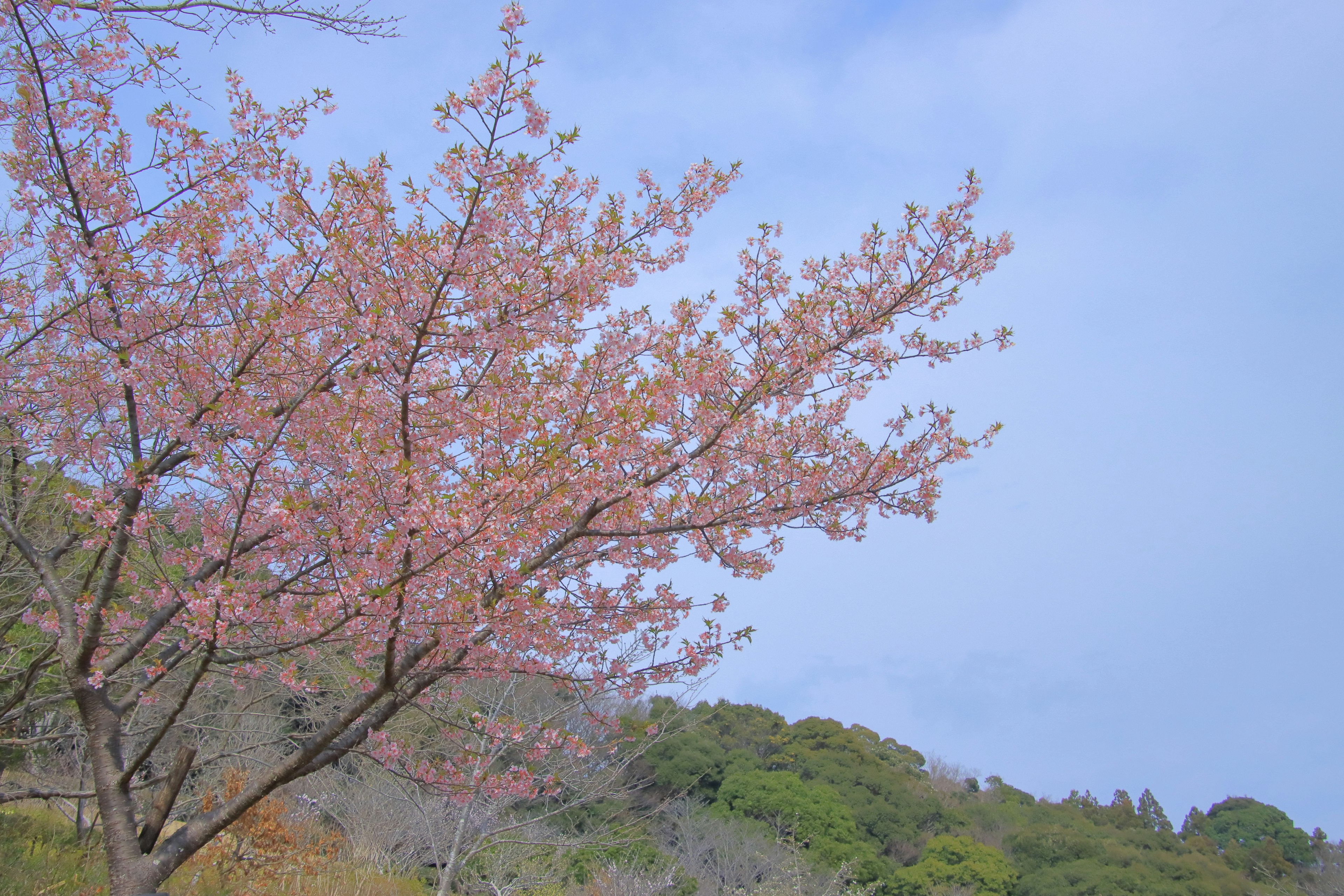 Pohon sakura dengan bunga merah jambu di latar belakang langit biru