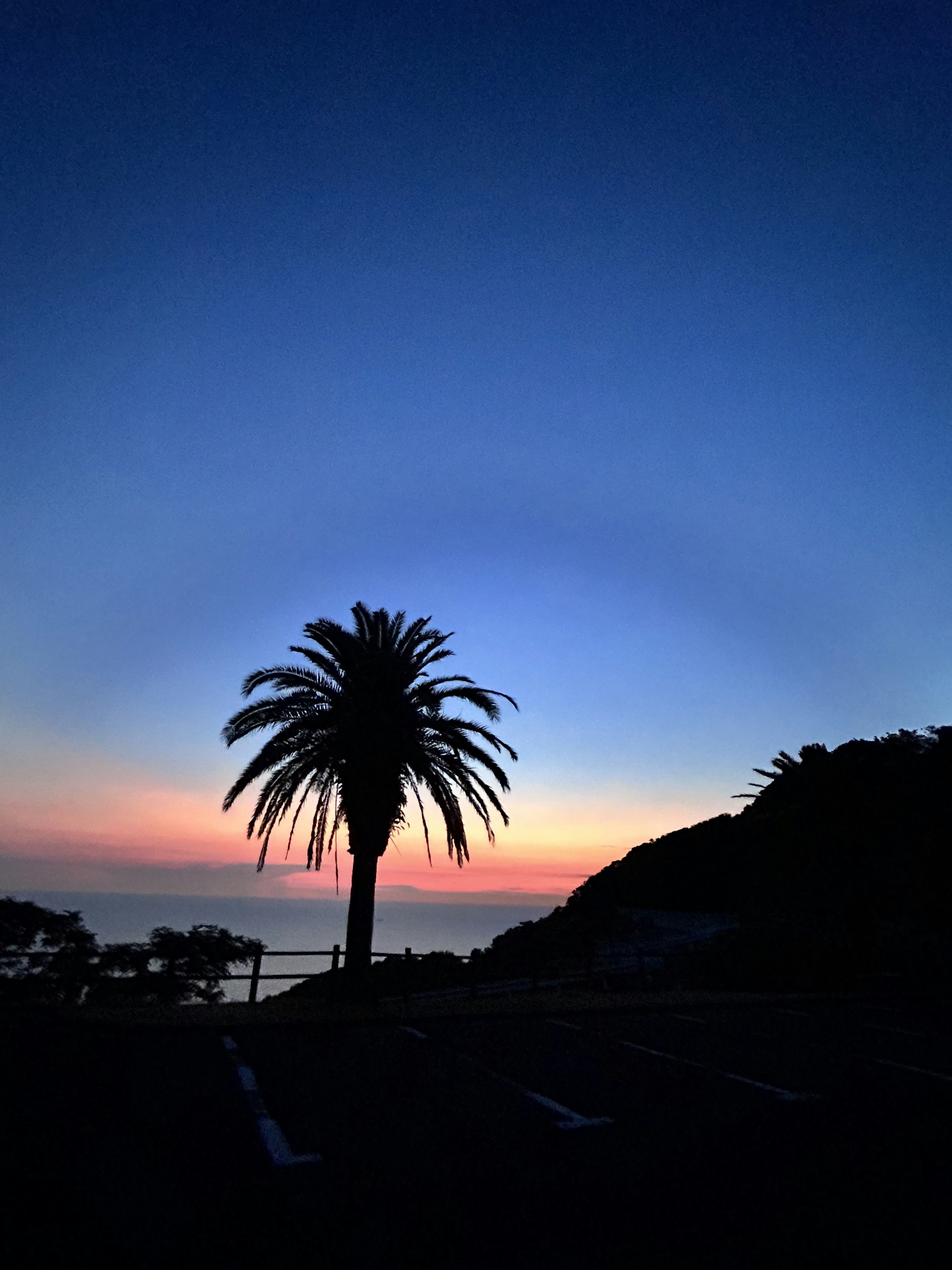 Silhouette of a palm tree against a sunset sky and ocean view