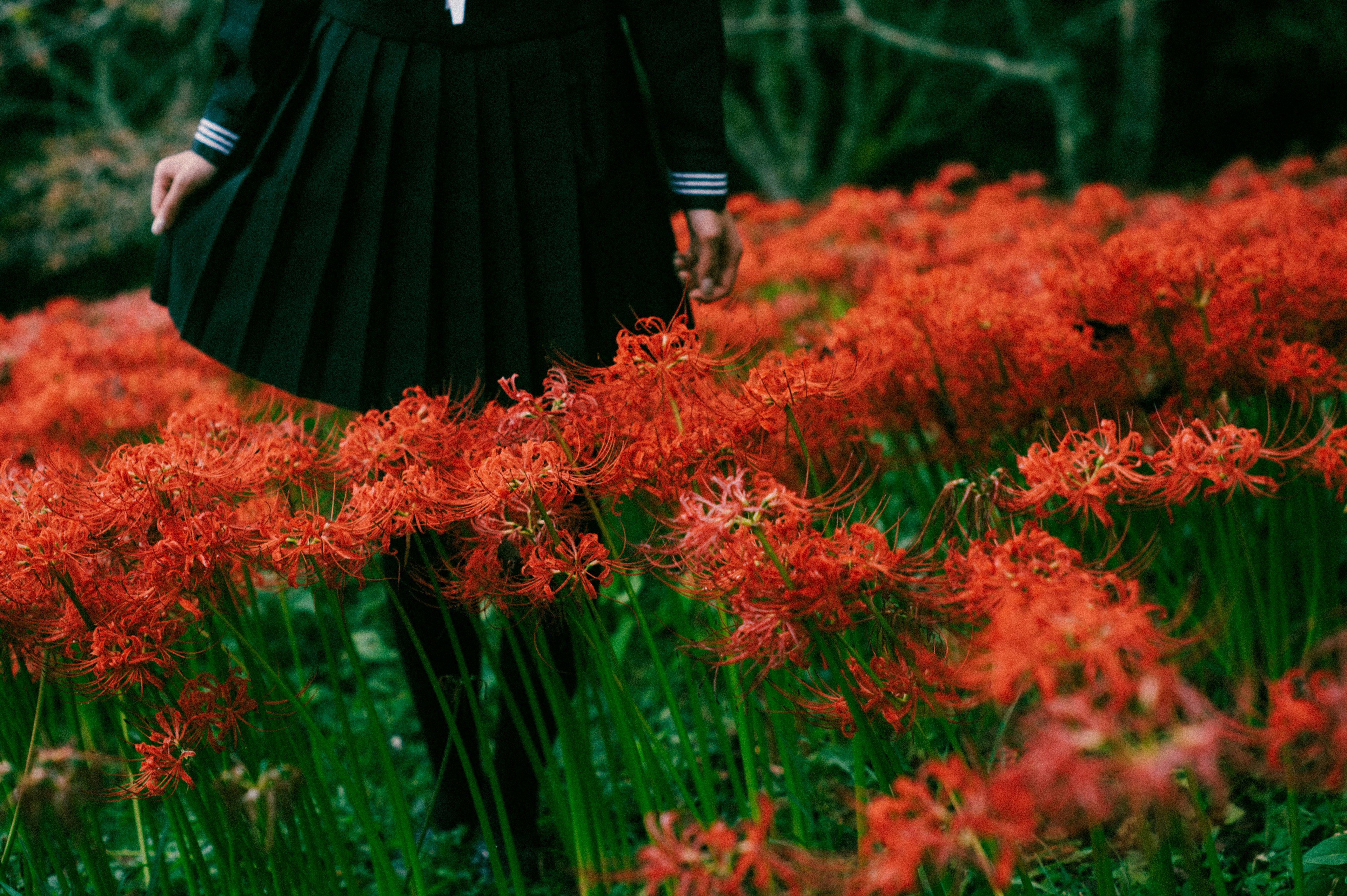 Gadis berpakaian hitam berdiri di antara bunga spider lily merah