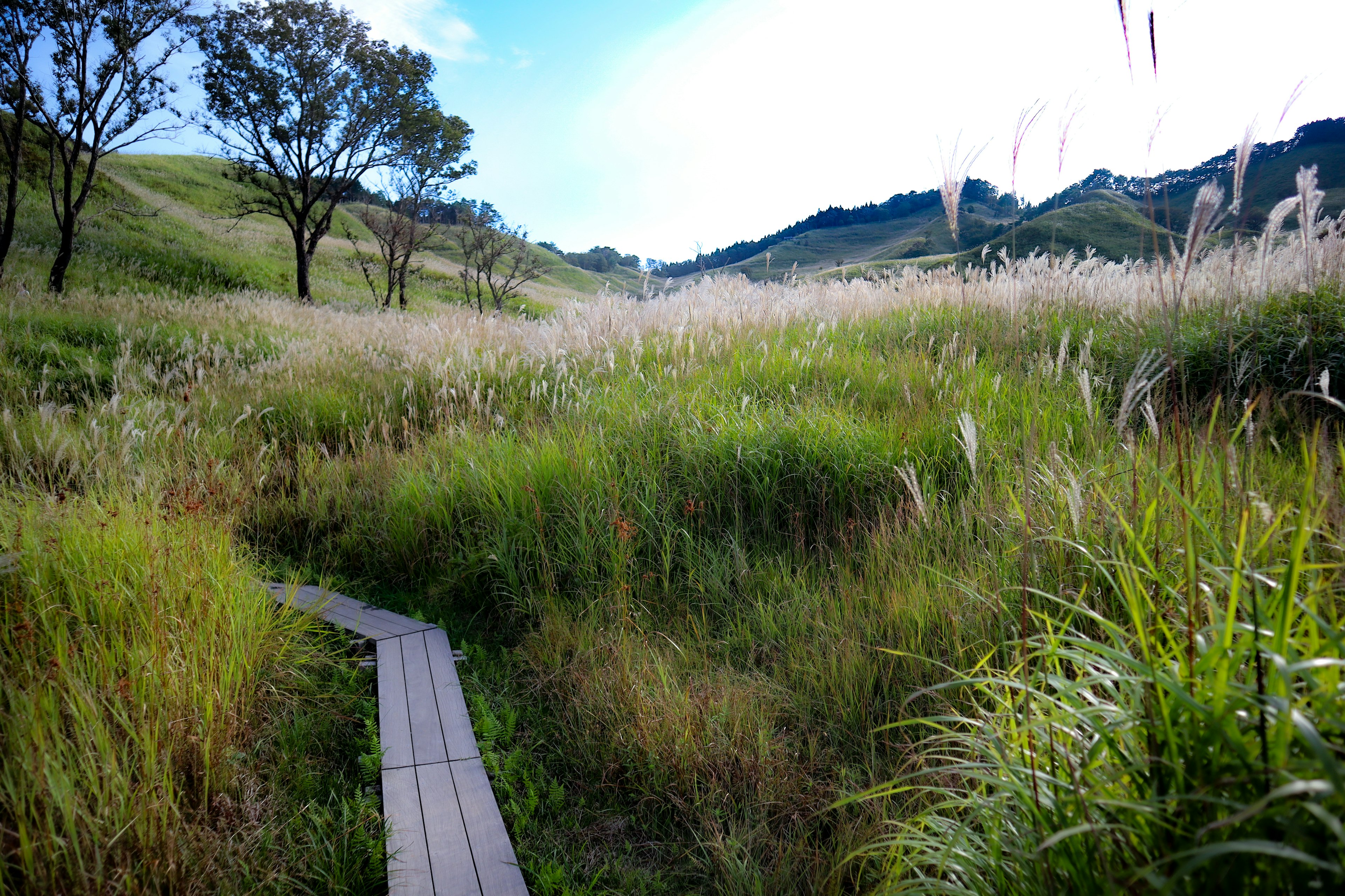 Sentier en bois à travers des herbes hautes sous un ciel bleu