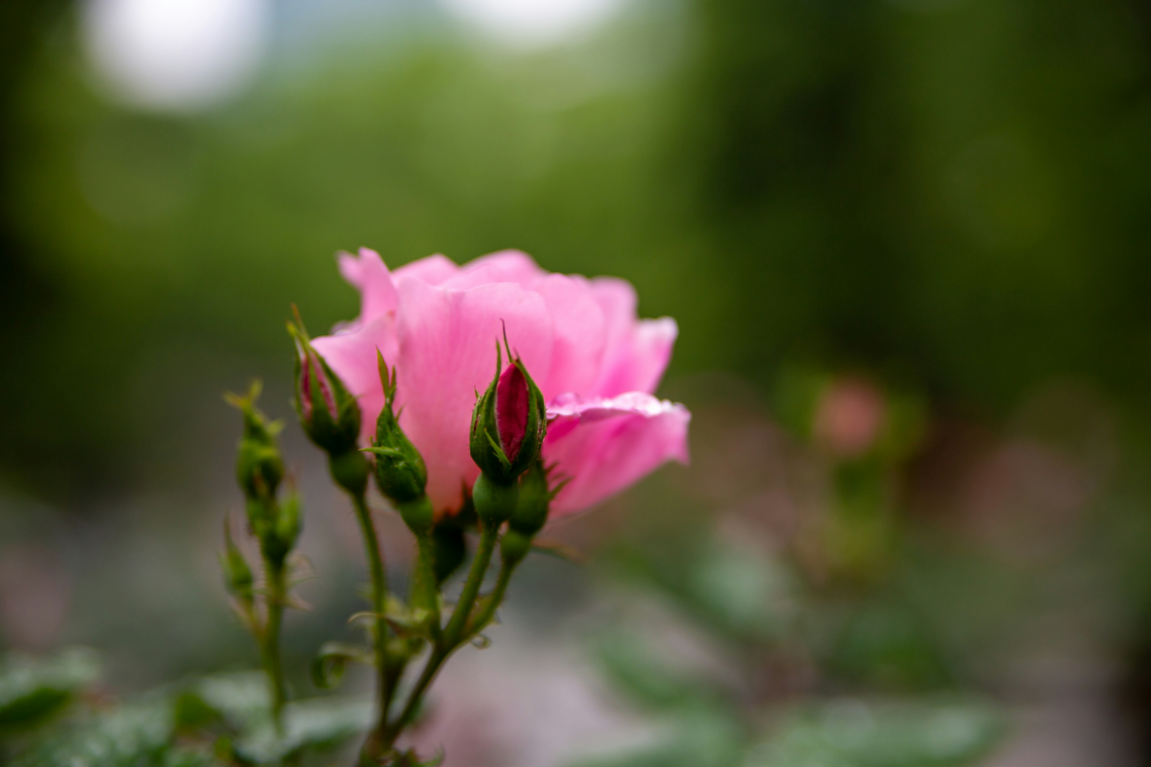 Fiore di rosa rosa vibrante con boccioli su uno sfondo verde sfocato