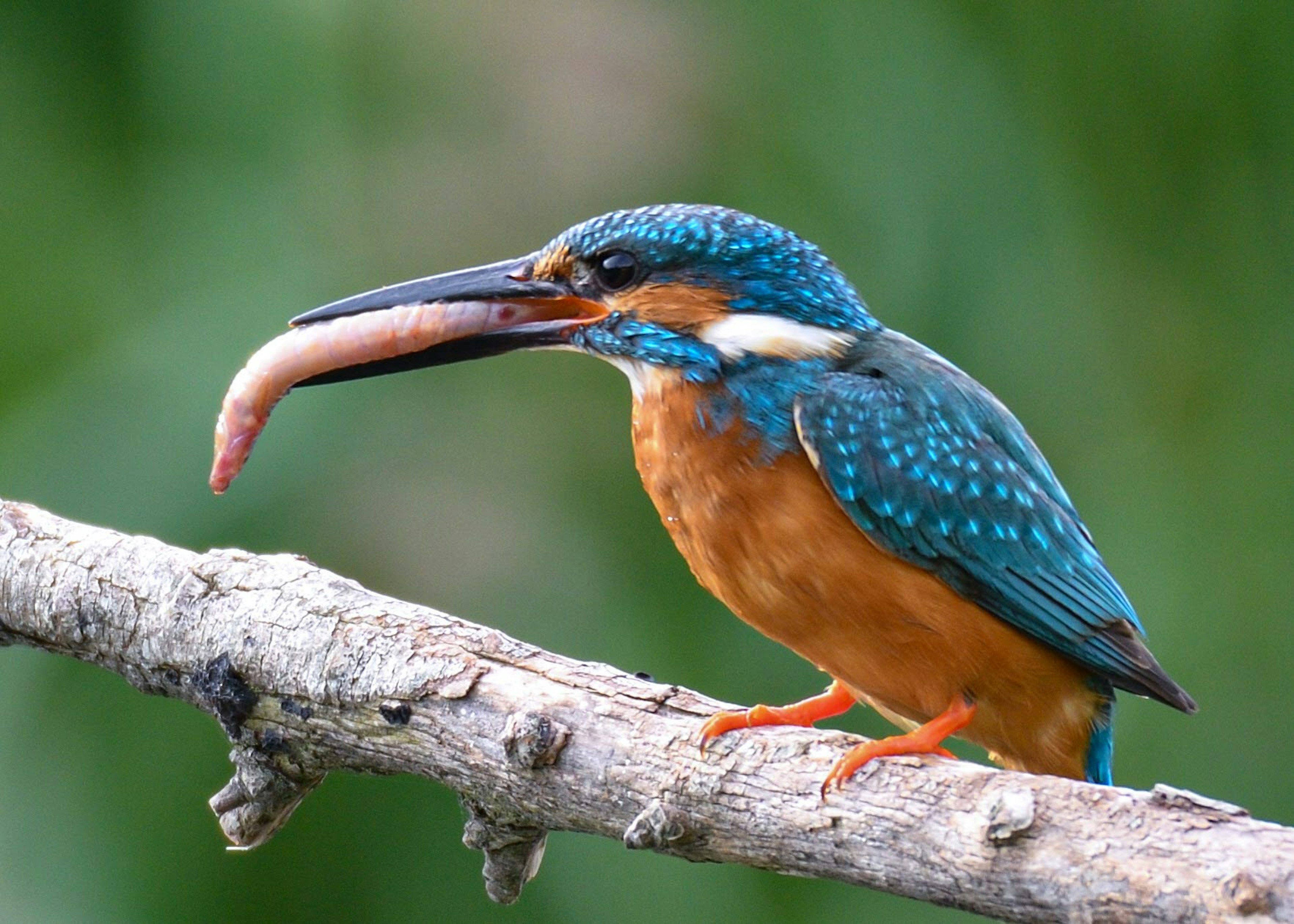 Un martin pescatore con piume blu e pancia arancione appollaiato su un ramo che tiene un lungo pesce