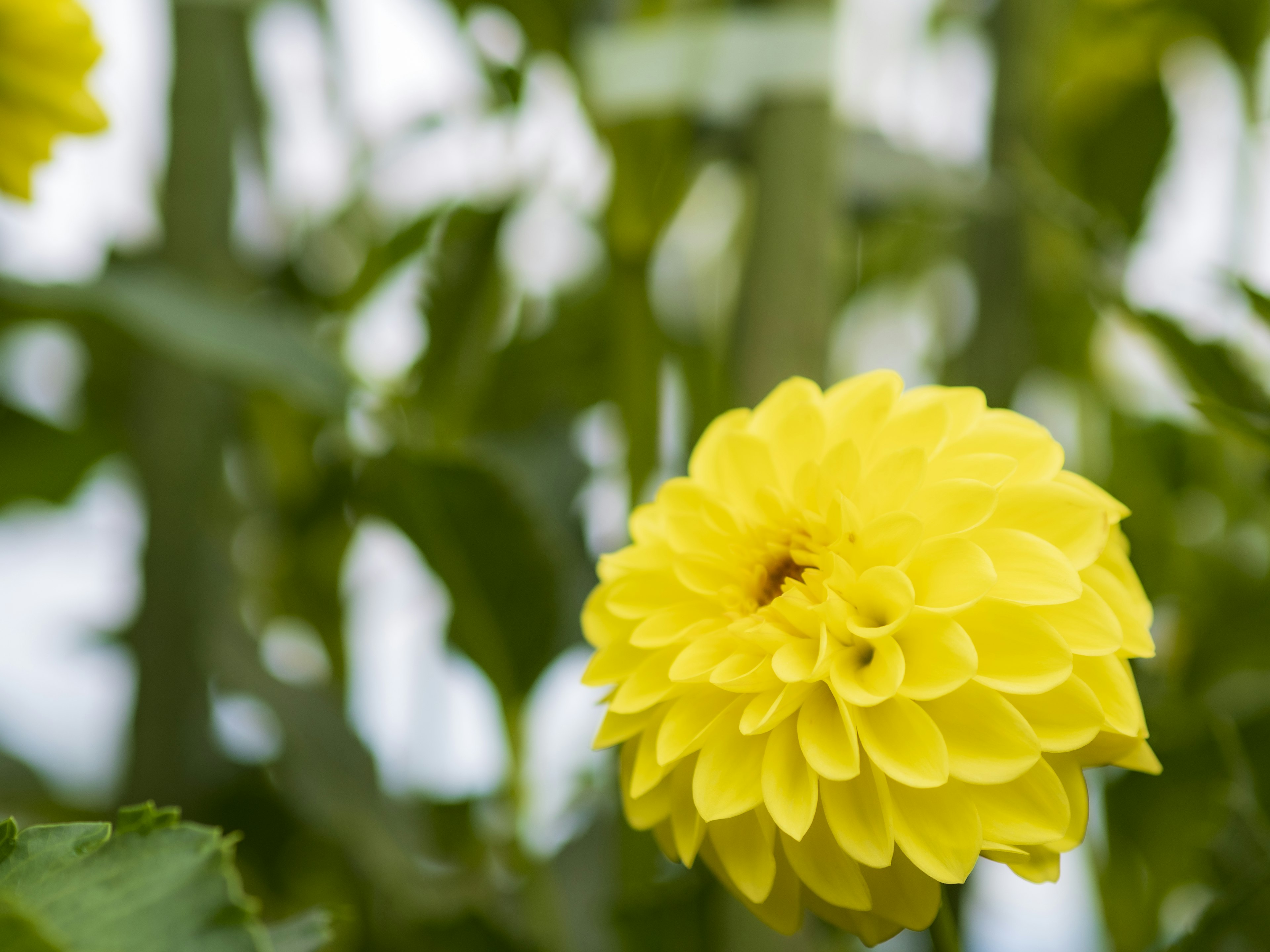 Bunga dahlia kuning cerah dikelilingi daun hijau