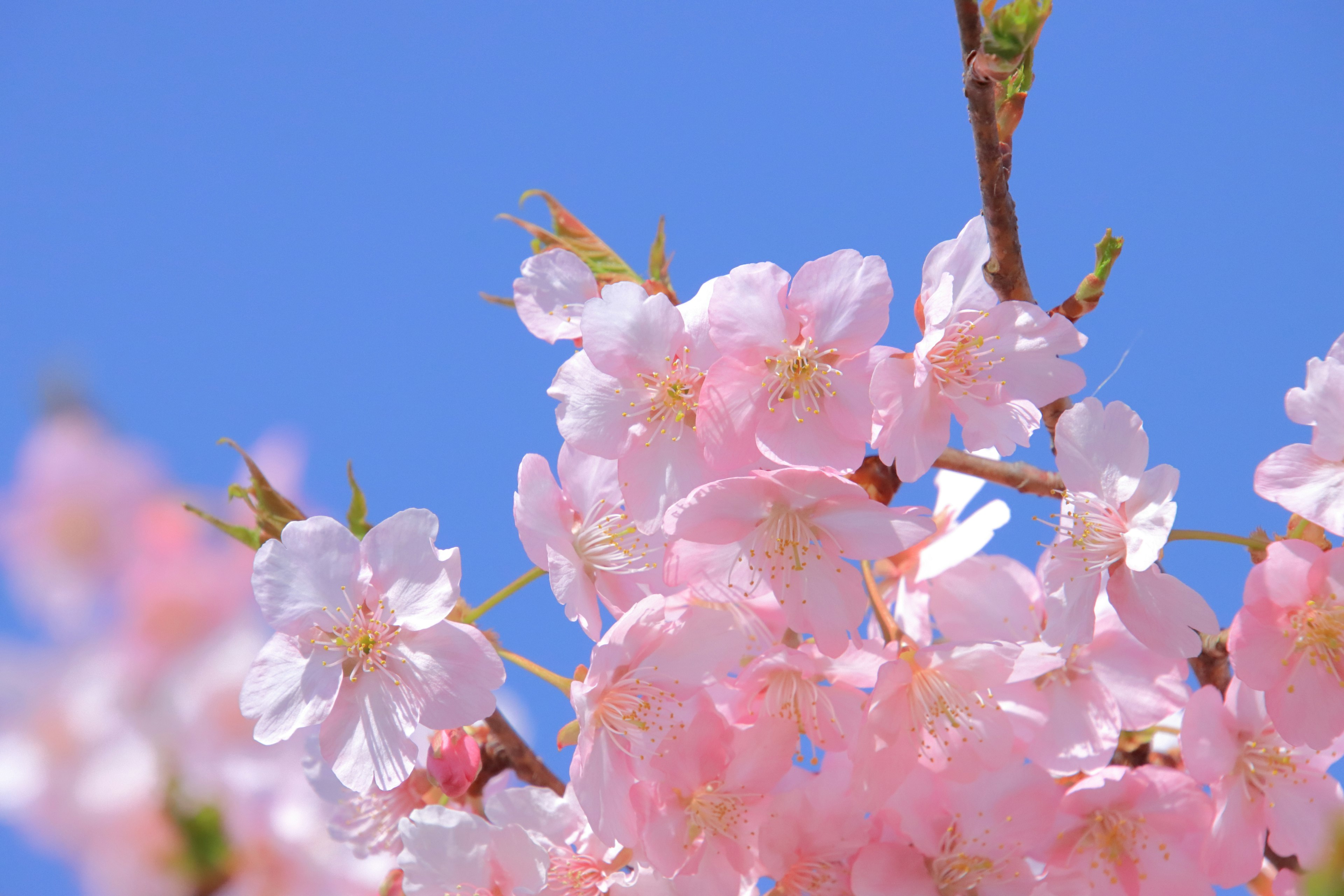 Schönes Foto von Kirschblüten, die unter einem blauen Himmel blühen