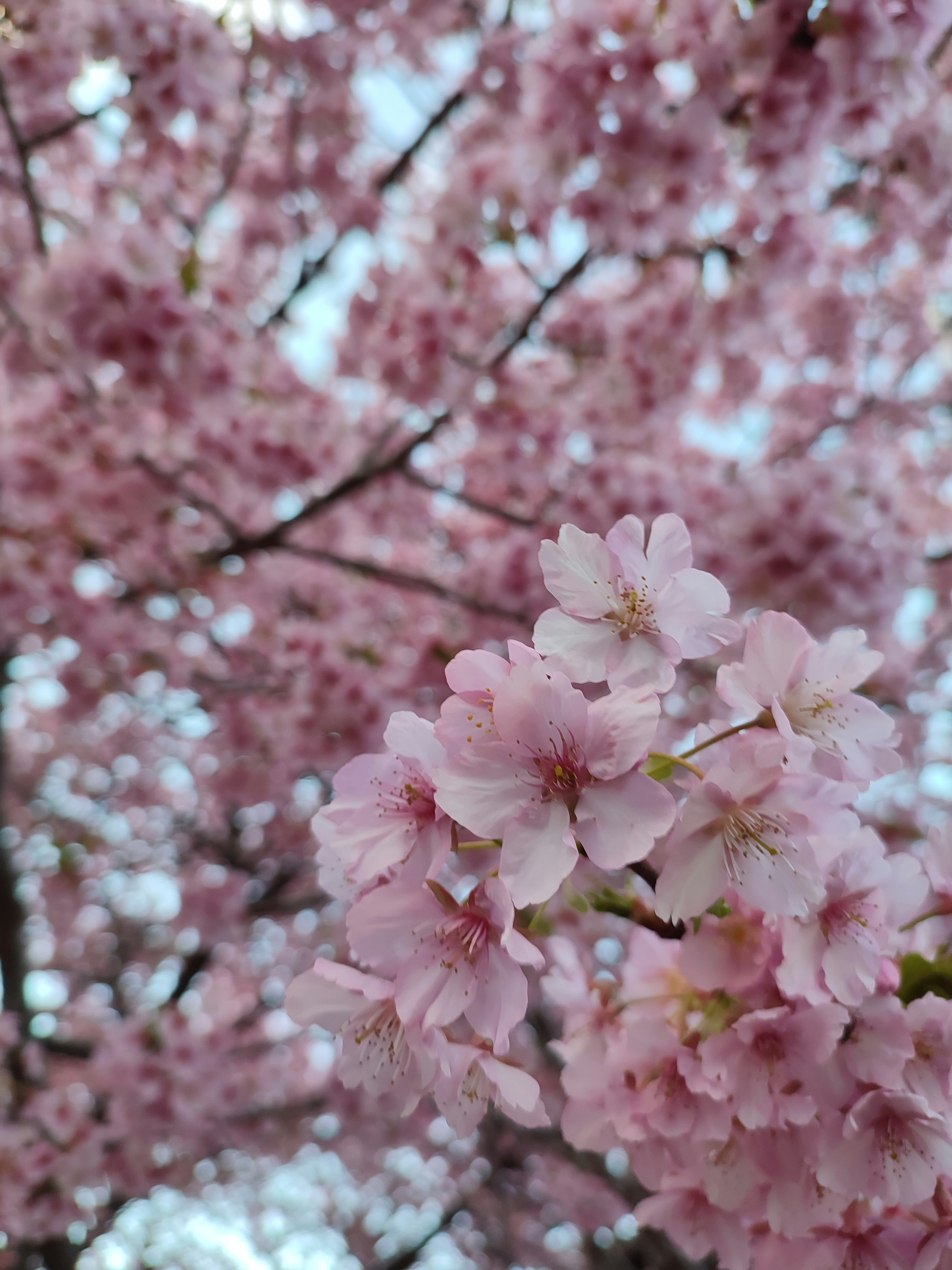 Kedekatan bunga sakura pink di atas pohon