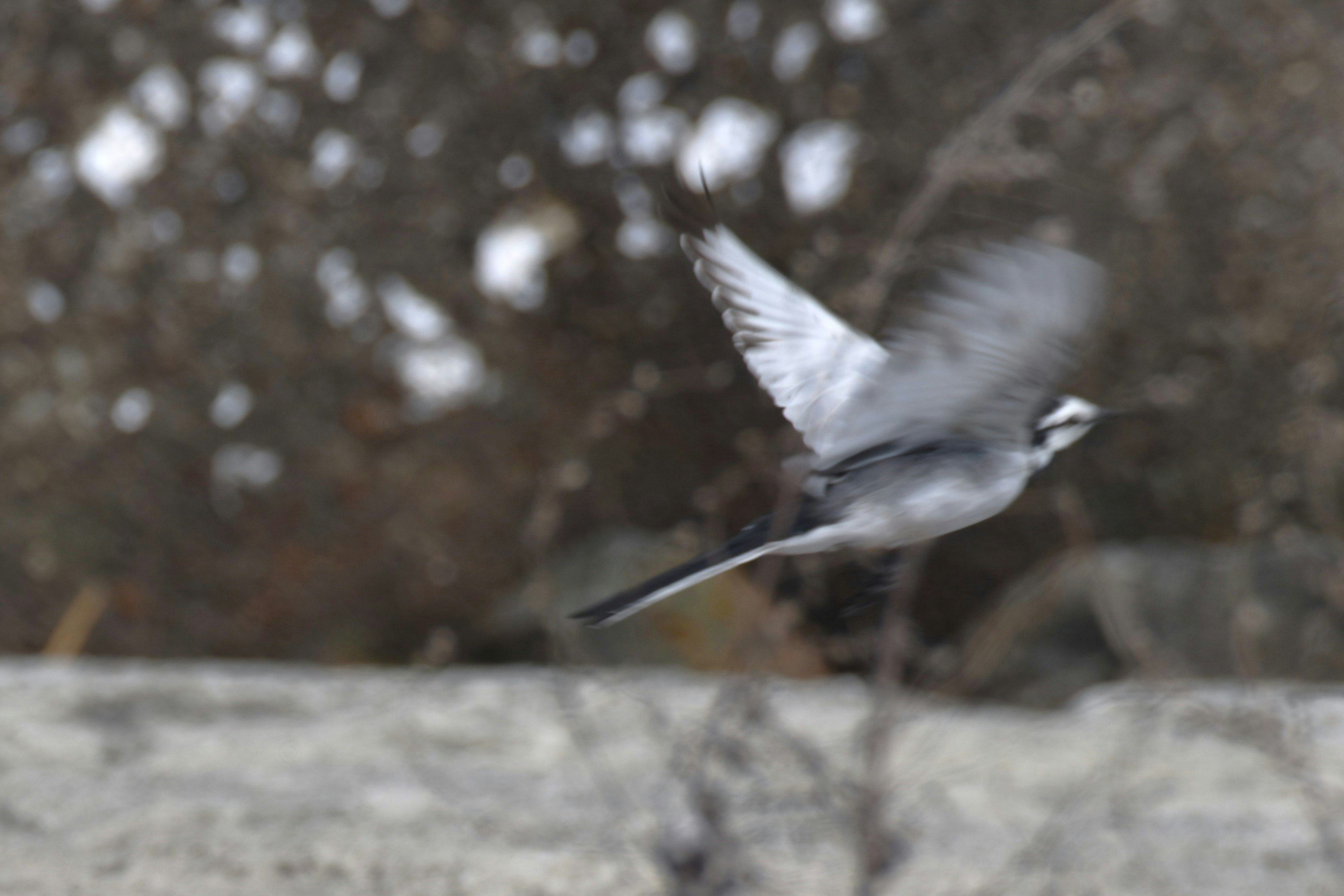 空中で飛ぶ灰色の鳥の動きが捉えられた画像