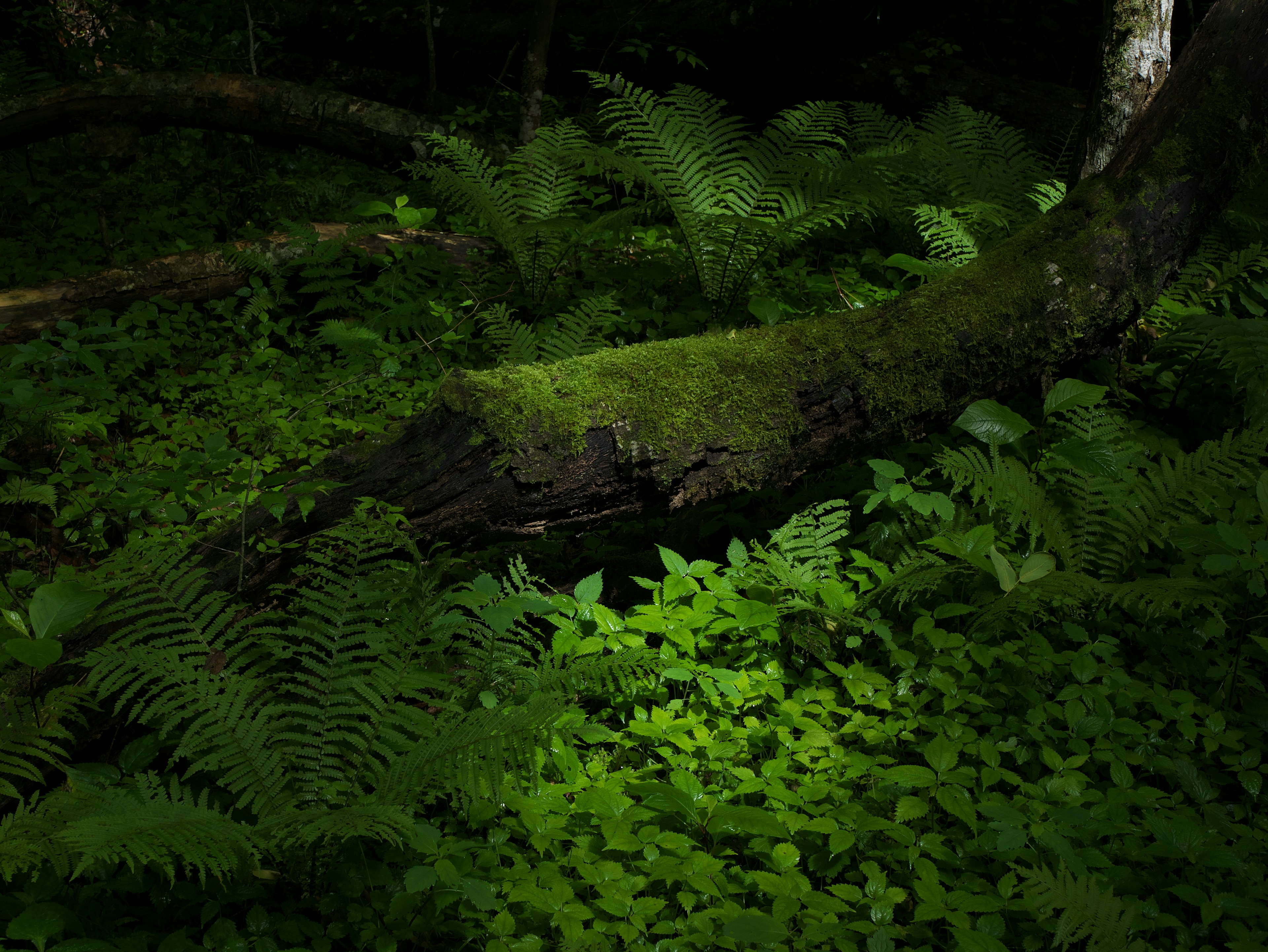 Una escena de bosque oscuro con un tronco cubierto de musgo y helechos verdes exuberantes