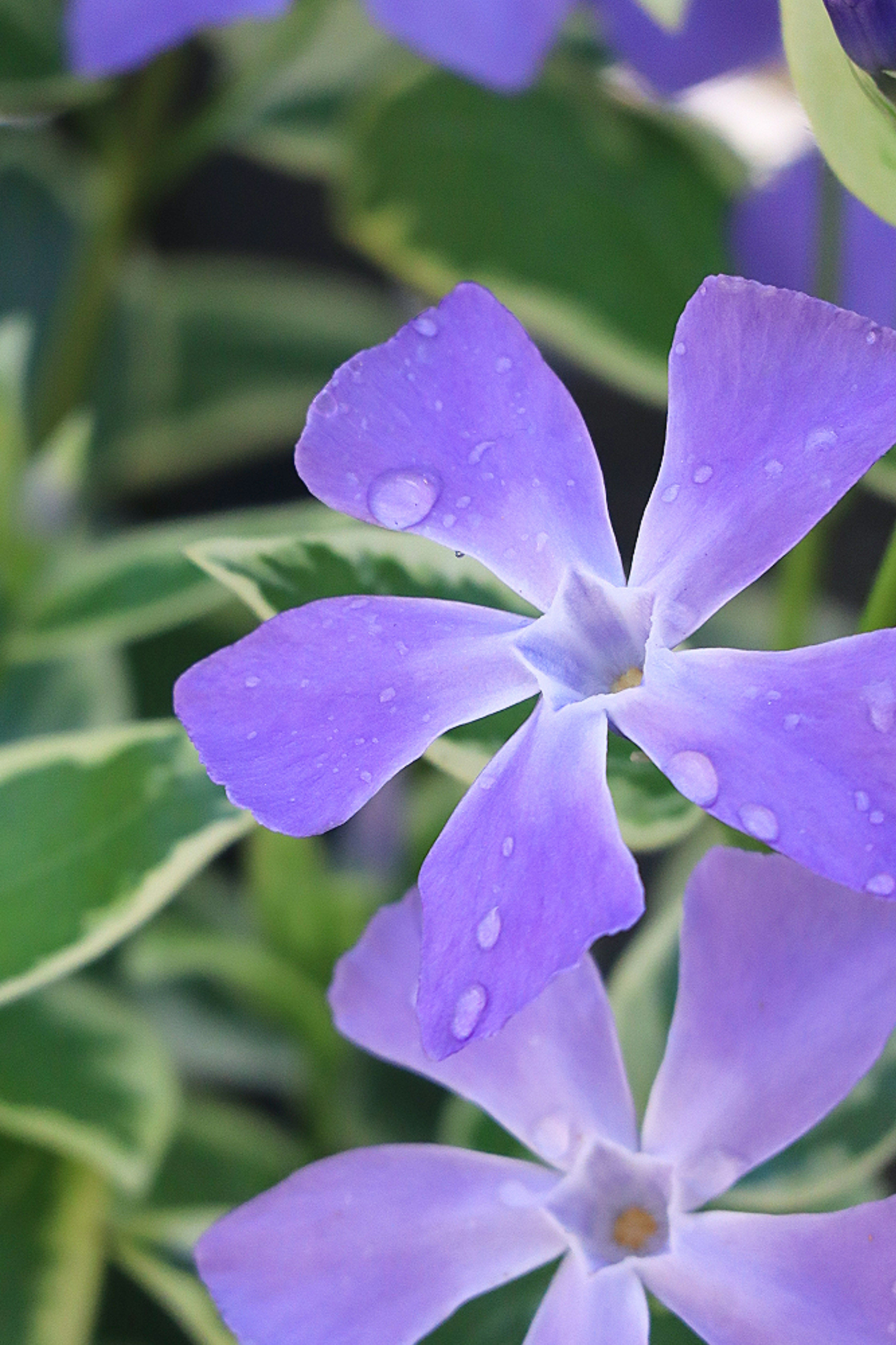 Primo piano di fiori viola con foglie verdi