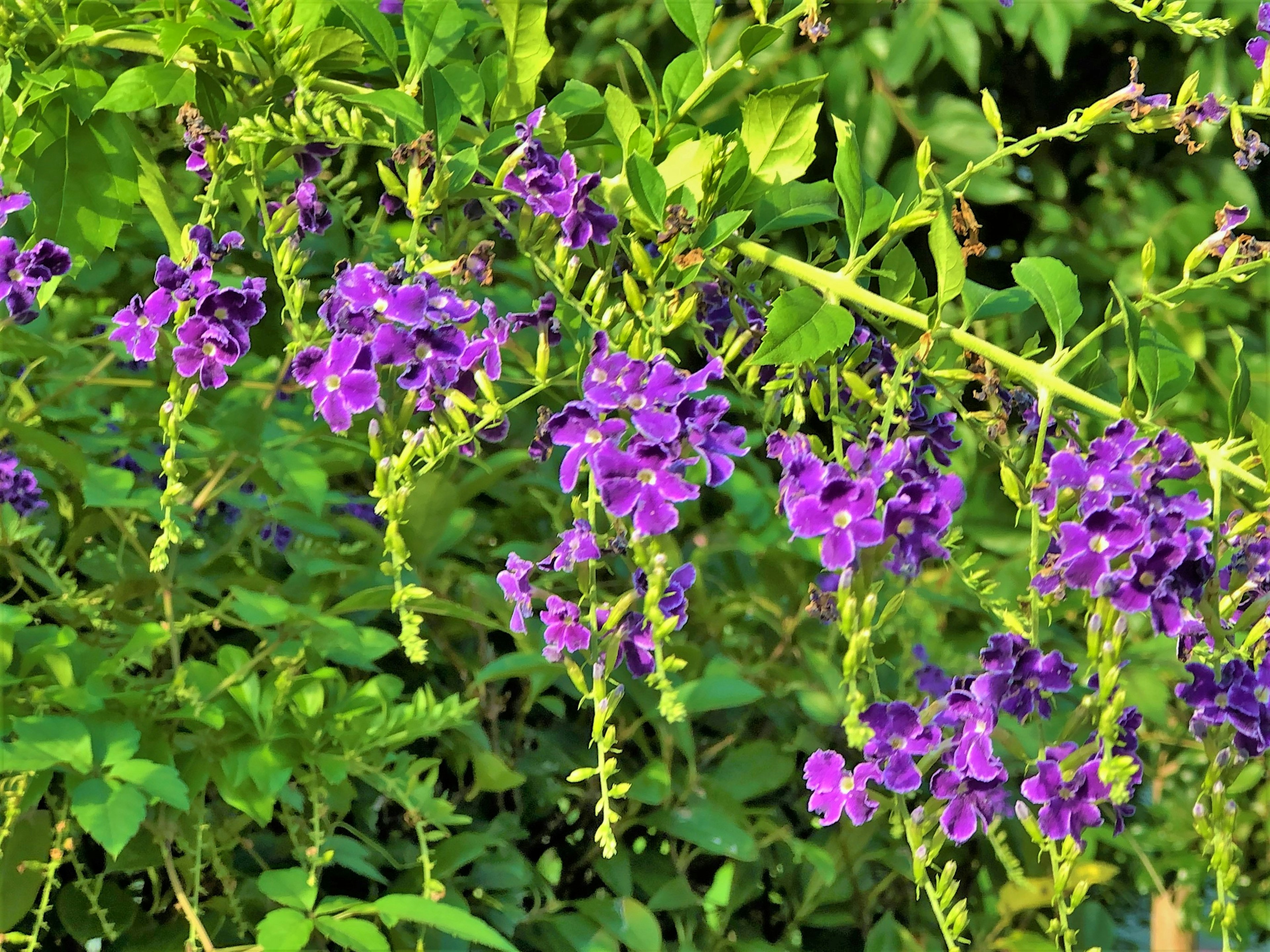 Flores moradas vibrantes floreciendo en ramas de plantas verdes